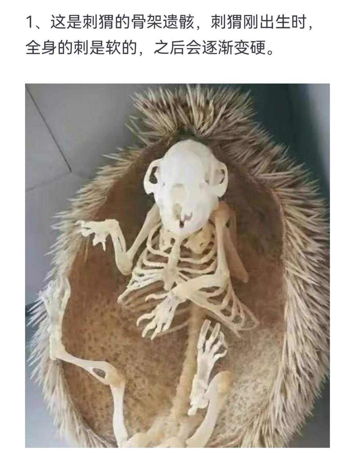 这是刺猬的骨架遗骸，刺猬刚出生时，全身的刺是软的，之后会逐渐变硬