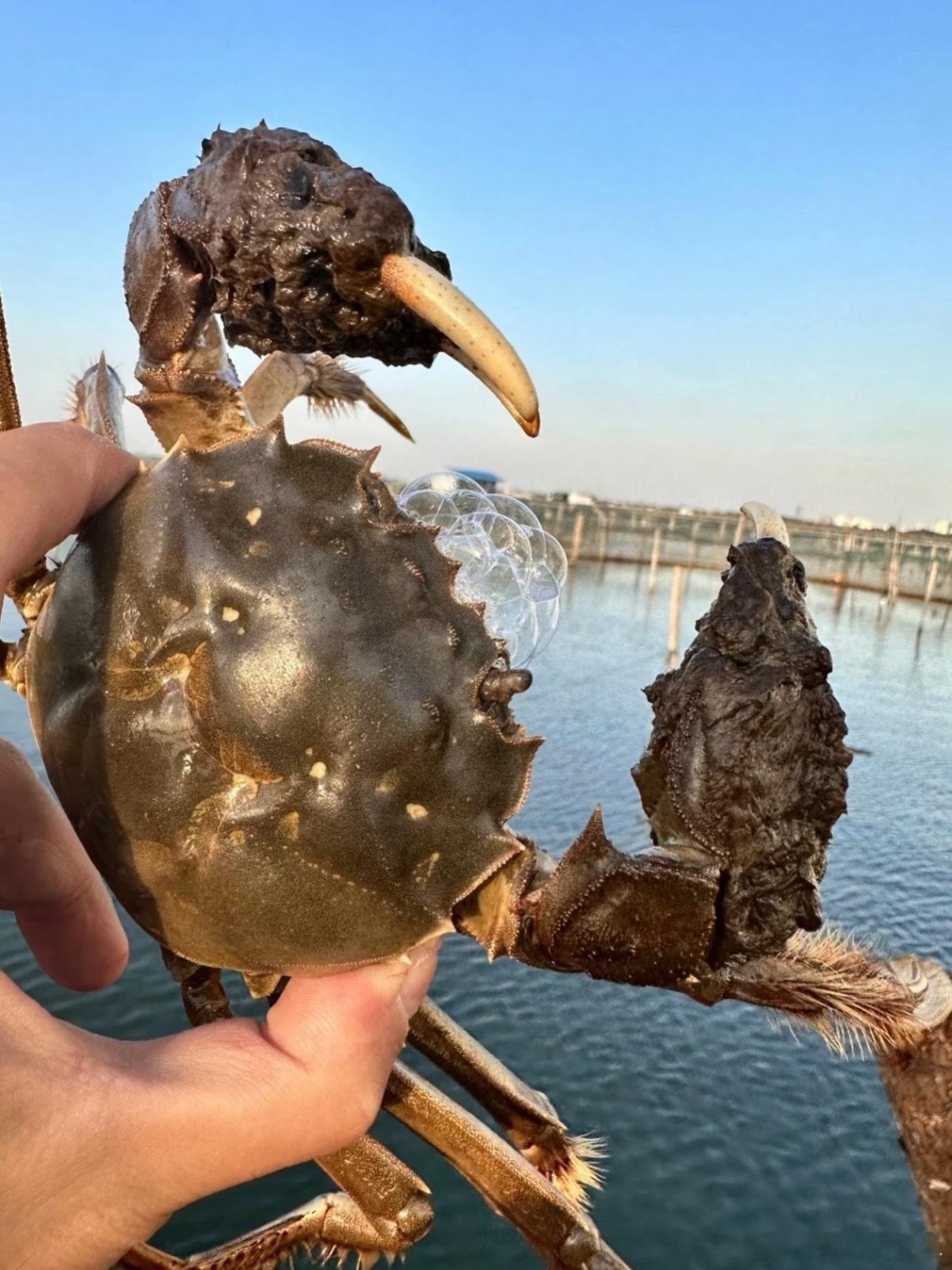 在国内看到脑子里只有两个字：想吃在美国居然引起一州恐慌，这你受的了吗？ 