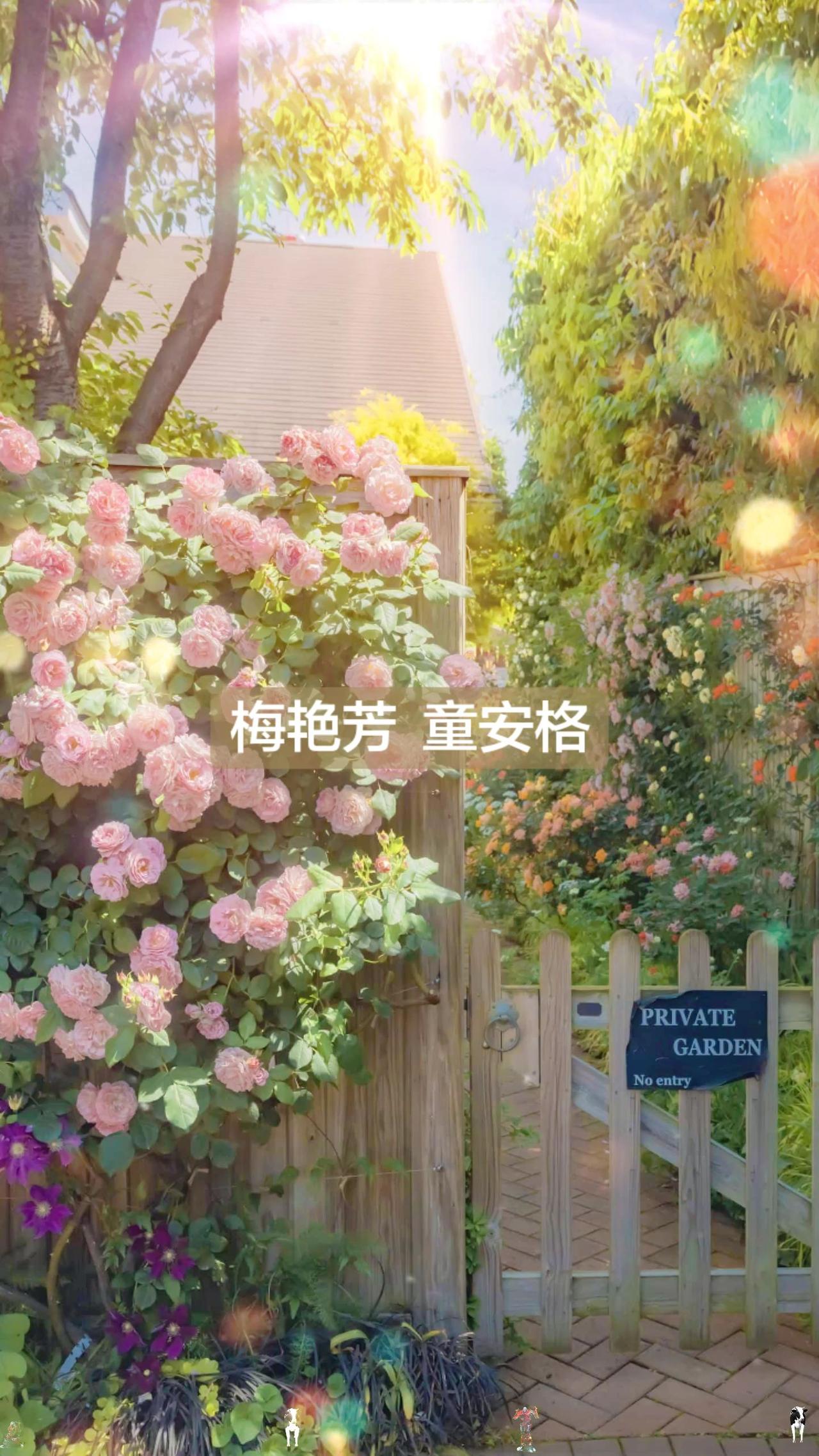 《明天你是否依然爱我》这首歌曲被梅艳芳和童安格唱的那么的情真意切，那么的真实，那