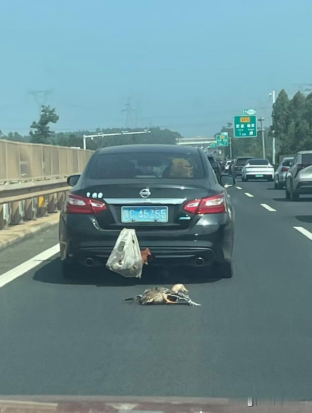 粤C45N55 你的鸭儿掉了。
我是捡也不敢捡，压也不敢压，只敢在后面狂按喇叭。