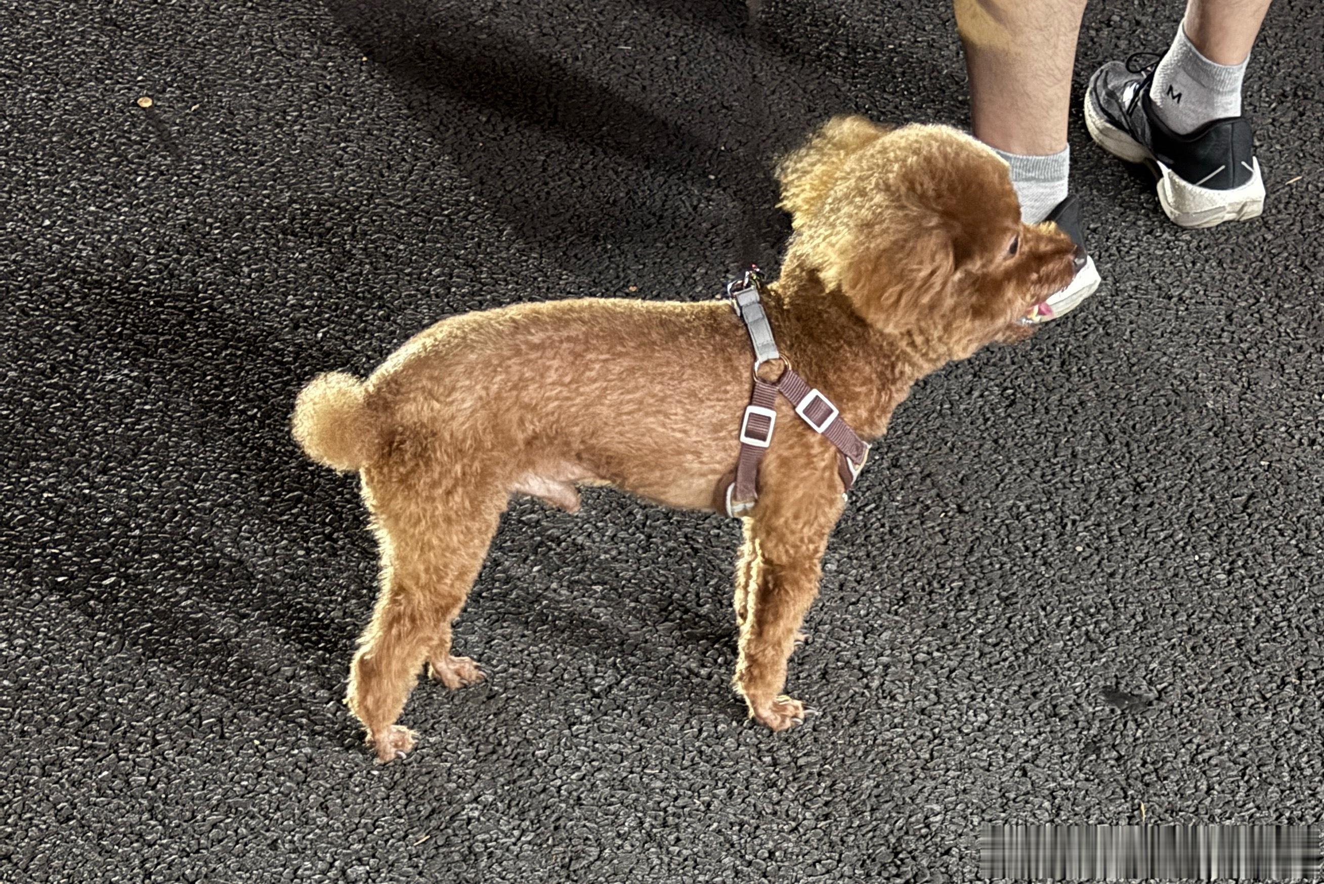 连续在两个服务区遇到了同一只修🐶诶！！同路人了说是！ 