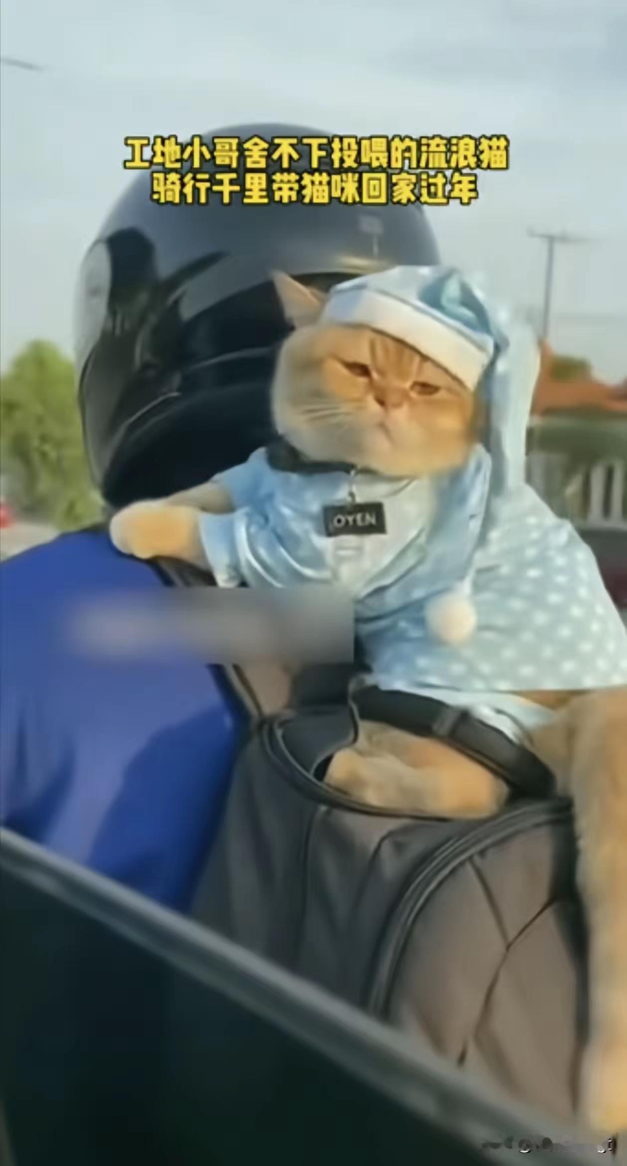 太暖心了！一男子回家过年时，由于放心不下在工地上喂养的流浪猫，担心它会出现什么意