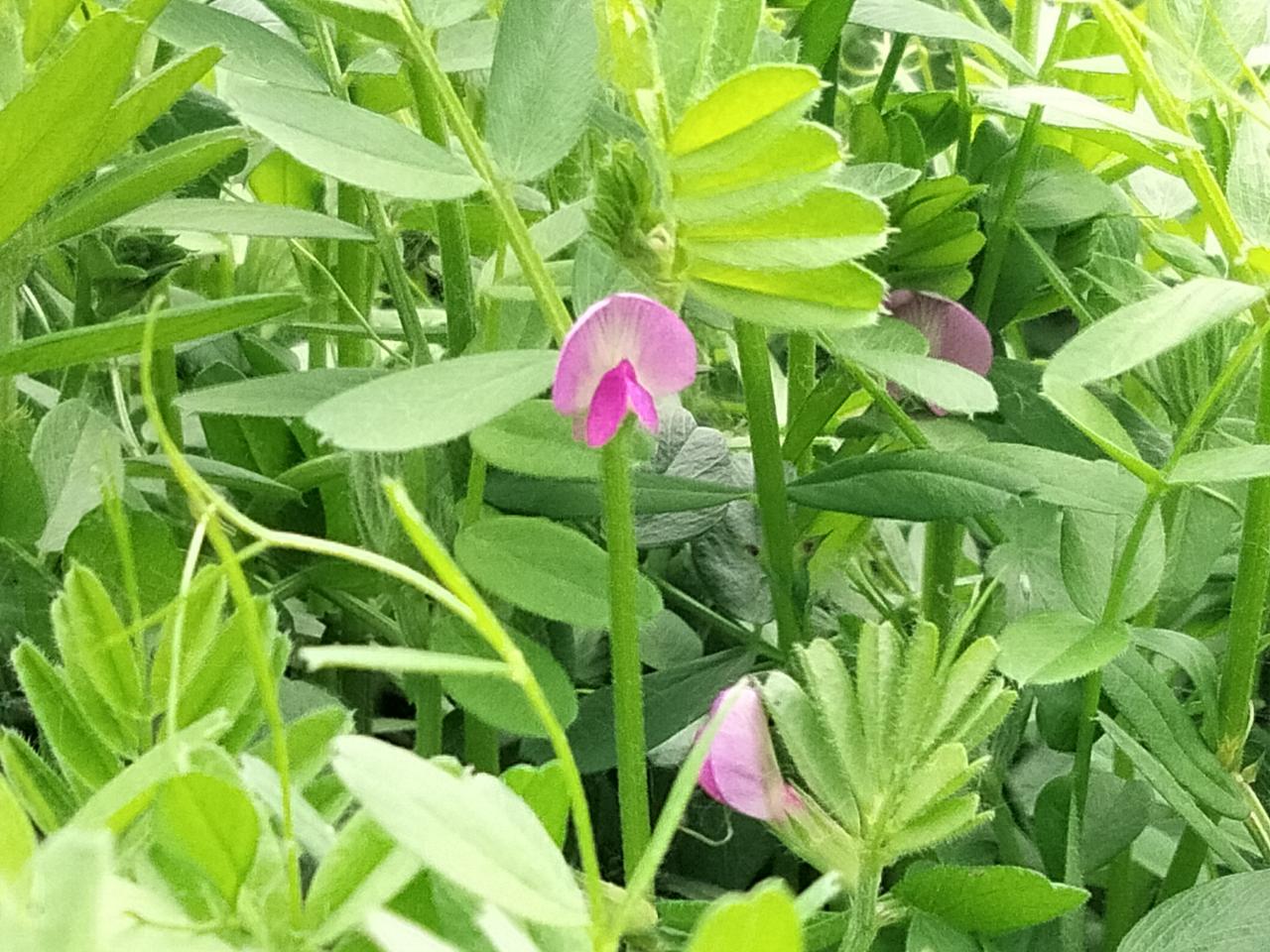 俏也不争春，我是一棵无人知道的“小草”！亦选择向阳而生 。