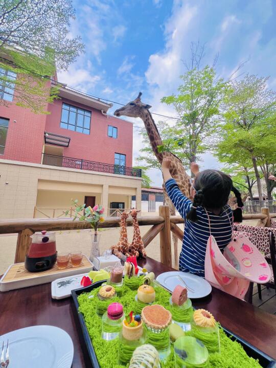 厦门亲子游🦒和长颈鹿一起吃下午茶！！！