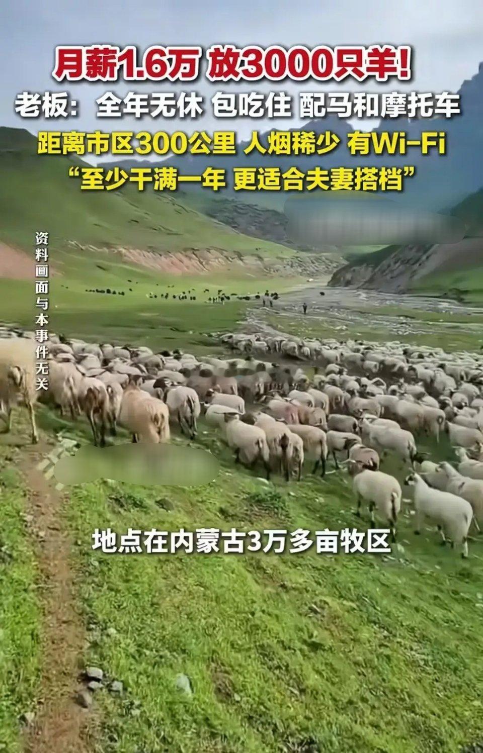 这哪是放羊，简直是去当“全职守羊人”啊。月薪16000包吃住，还给马和摩托，看着
