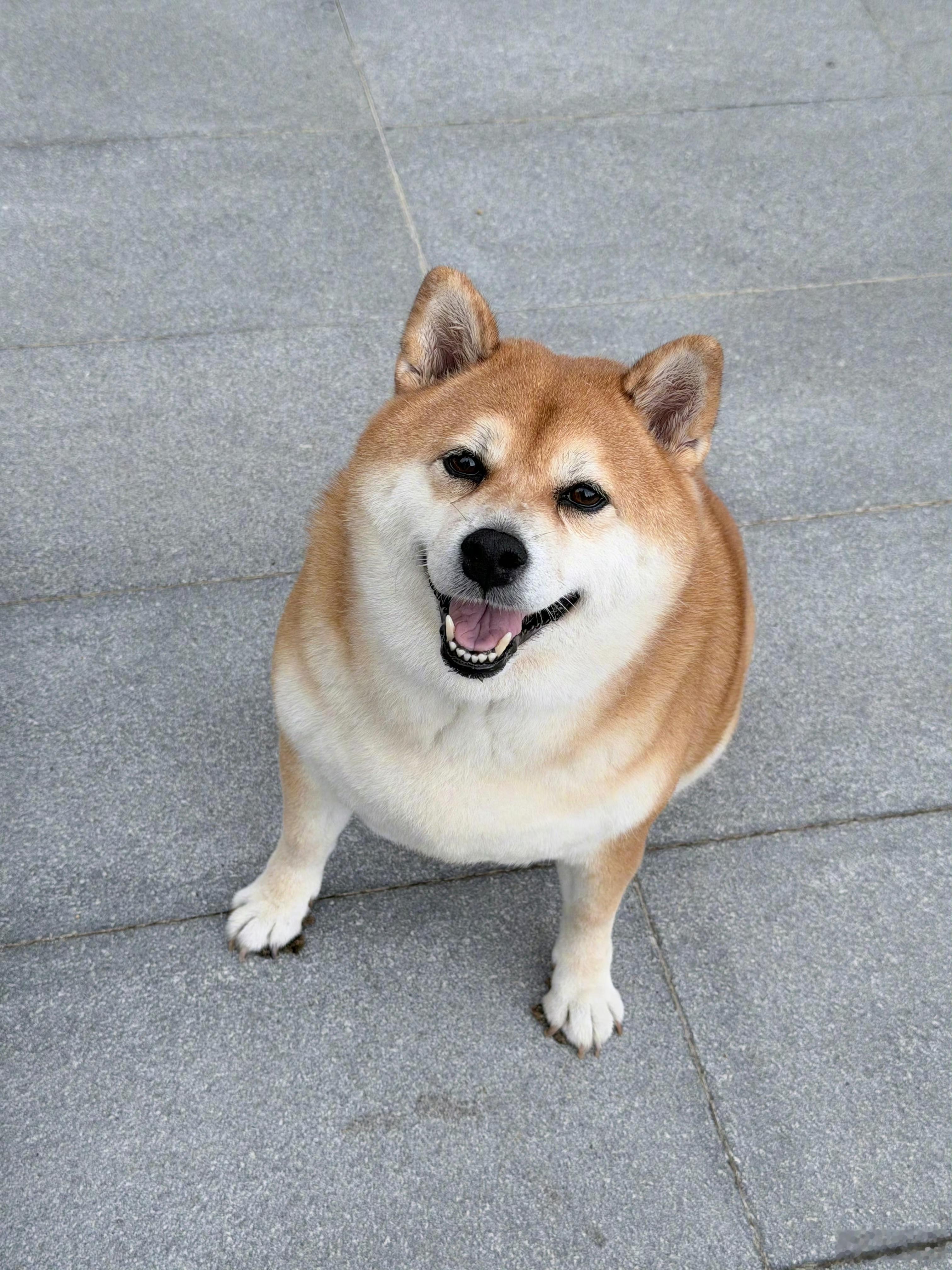 碗妹怎么胖成我的刀顿了hhhhhhh ​​​