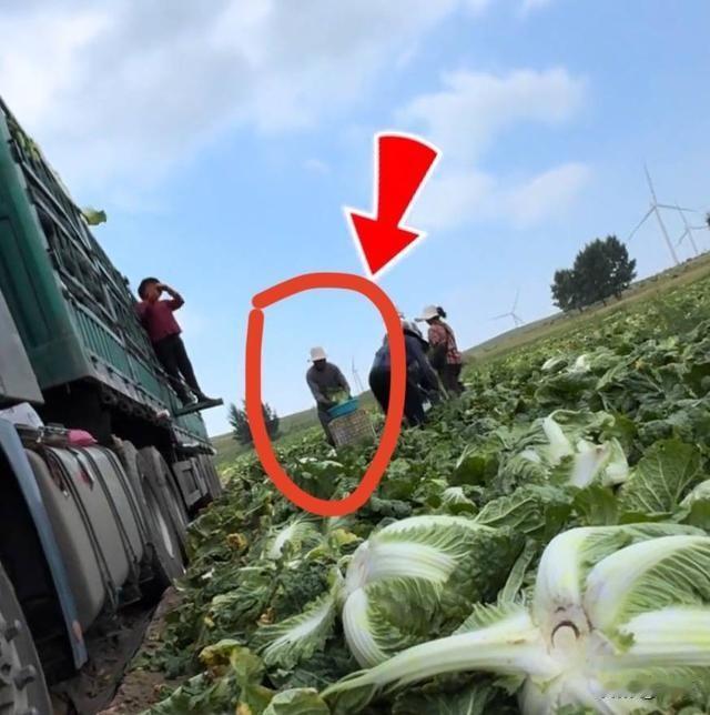 8月22日的时候有网友曝光了河北康保白菜蘸不明液体的事情，而当地在当天就通报了情
