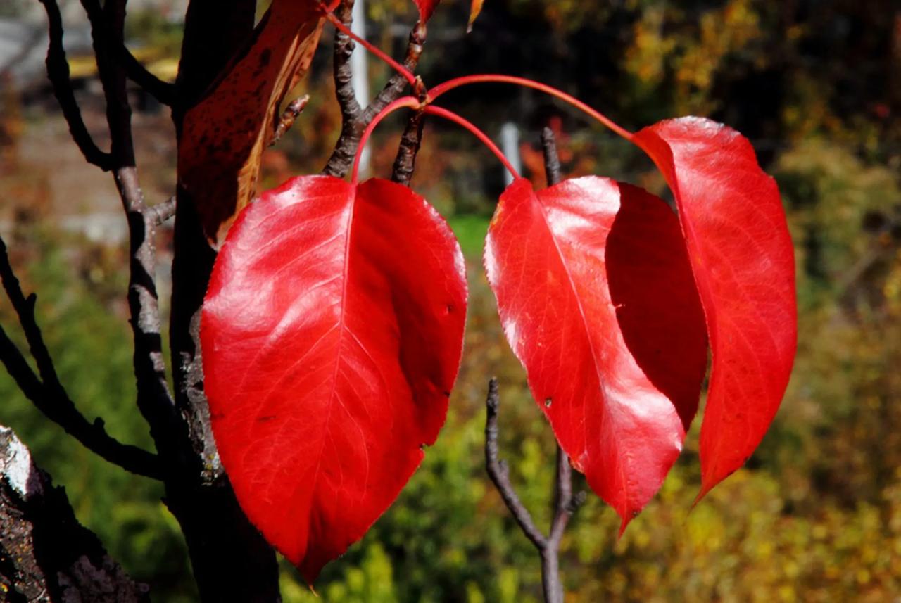 年年都是这般拥堵的情况，怎么大家还如此前仆后继？真是不可理解啊！[捂脸][捂脸]
