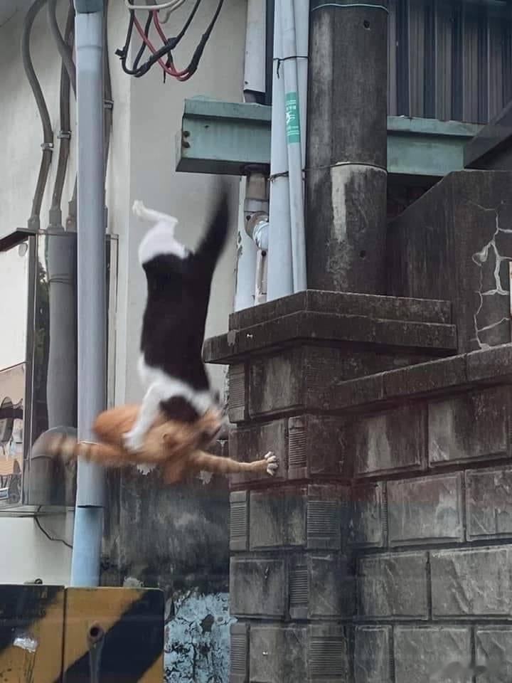坠入爱河 
