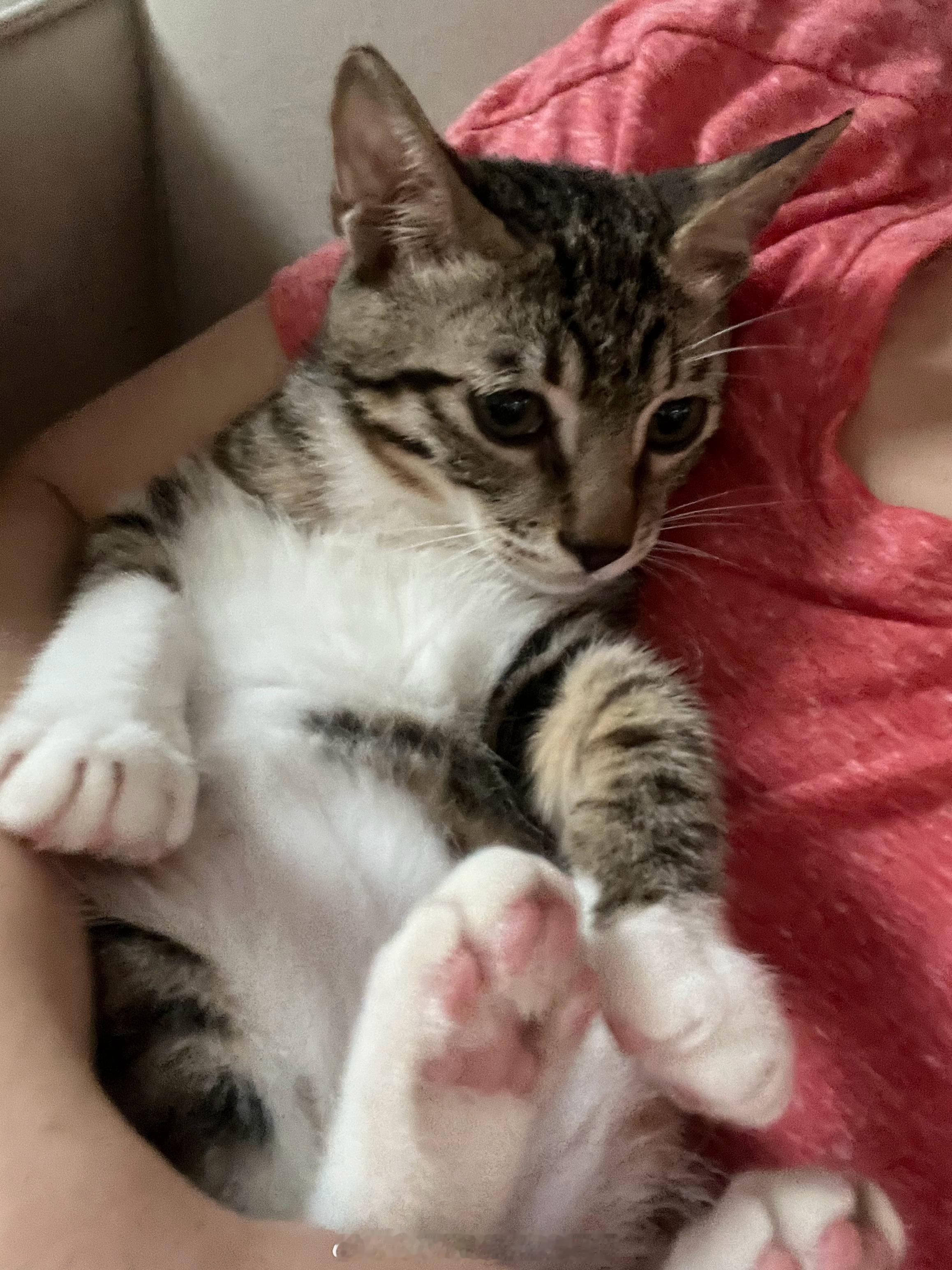小猫巴士[超话] 小切切，今的亲生宝宝 ​​​
