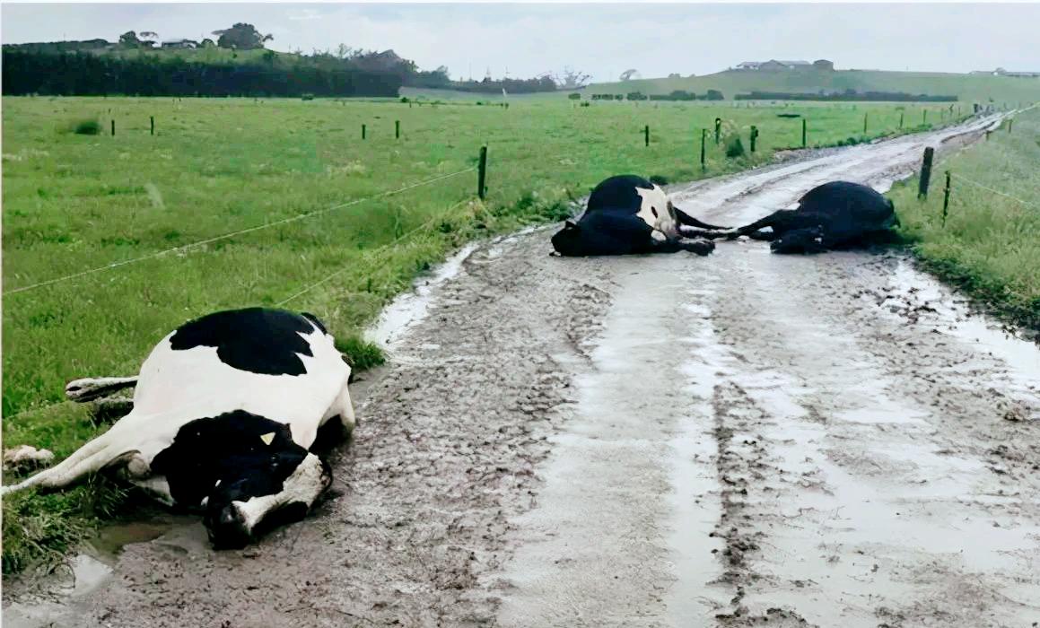 河北阜平县海沿村的养牛户韩玉文至今记得2002年那个雷雨夜，他冲进牛棚时，刚产奶