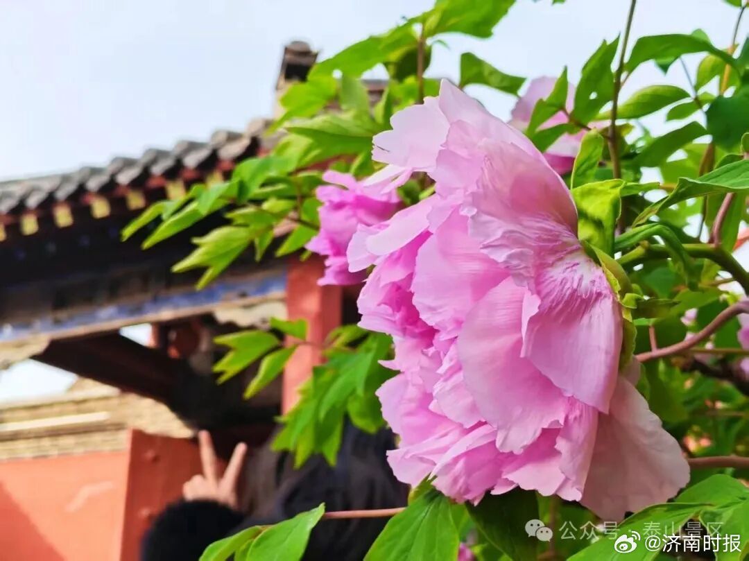 【世遗瑰宝！#泰山红门宫300年牡丹惊艳绽放#】清明春色染岱麓，泰山红门宫内树龄