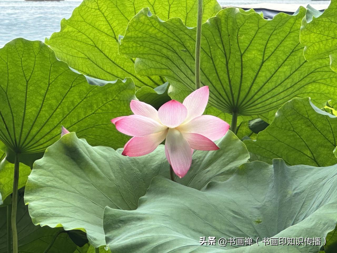 每年六月雷打不动要往西湖跑，就为了赶那片荷花的盛花期。
上周六早上7点多就扛着相