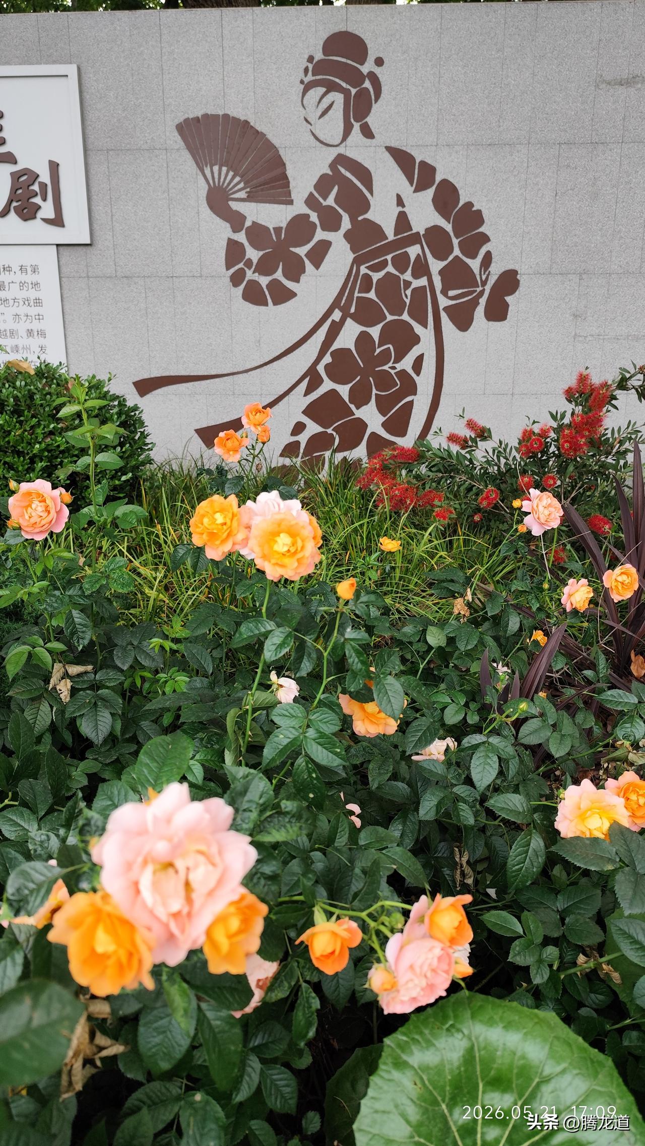 真心话茶局初夏公园内鸟语花香，景色迷人，在这绿树成荫的美好季节，万木葱翠，百花盛