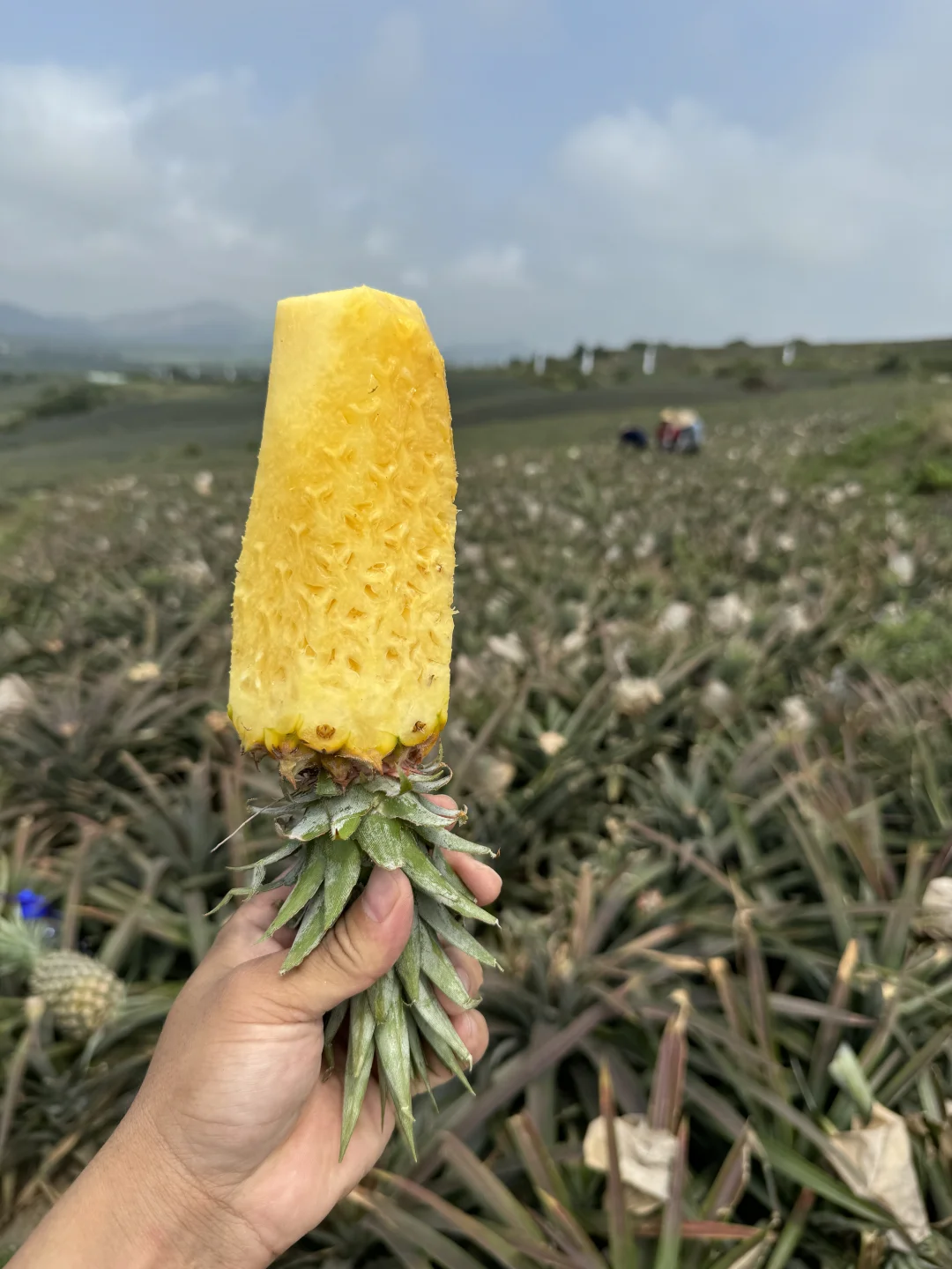 这才是真正的黄金钻凤梨，海南特有！