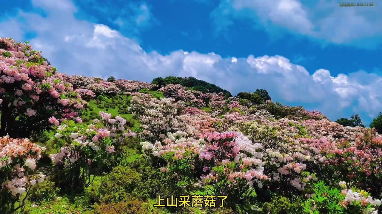 风景不错，上山采蘑菇，仿佛来到了童话世界里，有欣赏不完的花，地上还有根本捡不完的