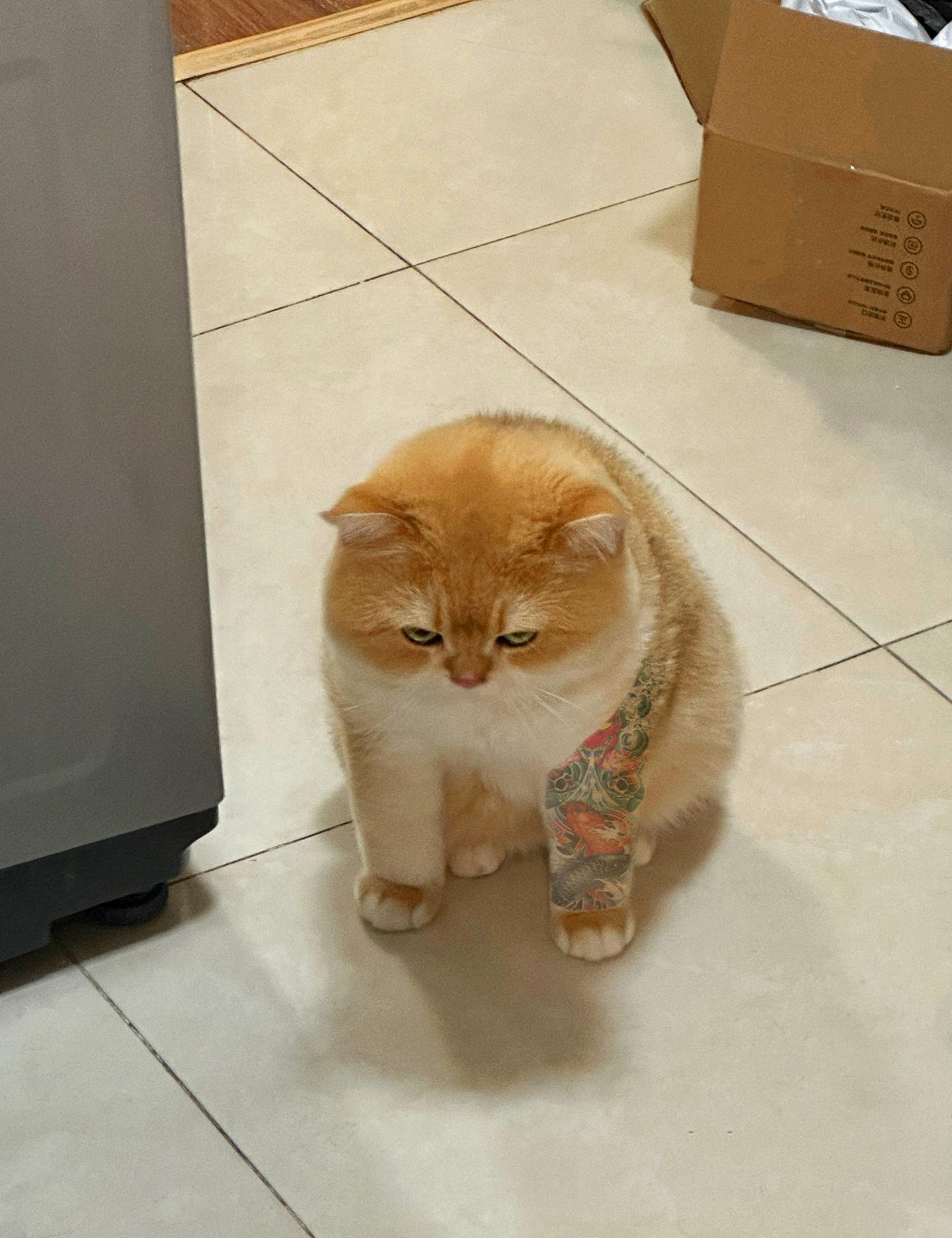 硬猫 硬曲