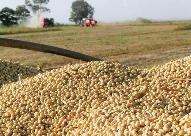 美国再次成为国际笑话！中国0进口美国大豆，特朗普放话威胁：再不进口，就不买中国的