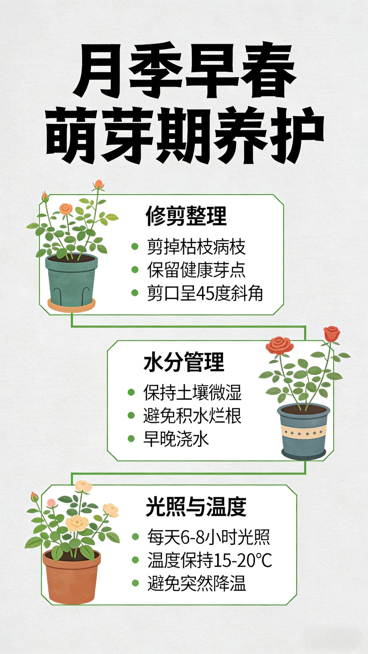 月季早春萌芽期养护管理

一、修剪整理

- 枯枝、病枝、细弱枝彻底剪除

- 