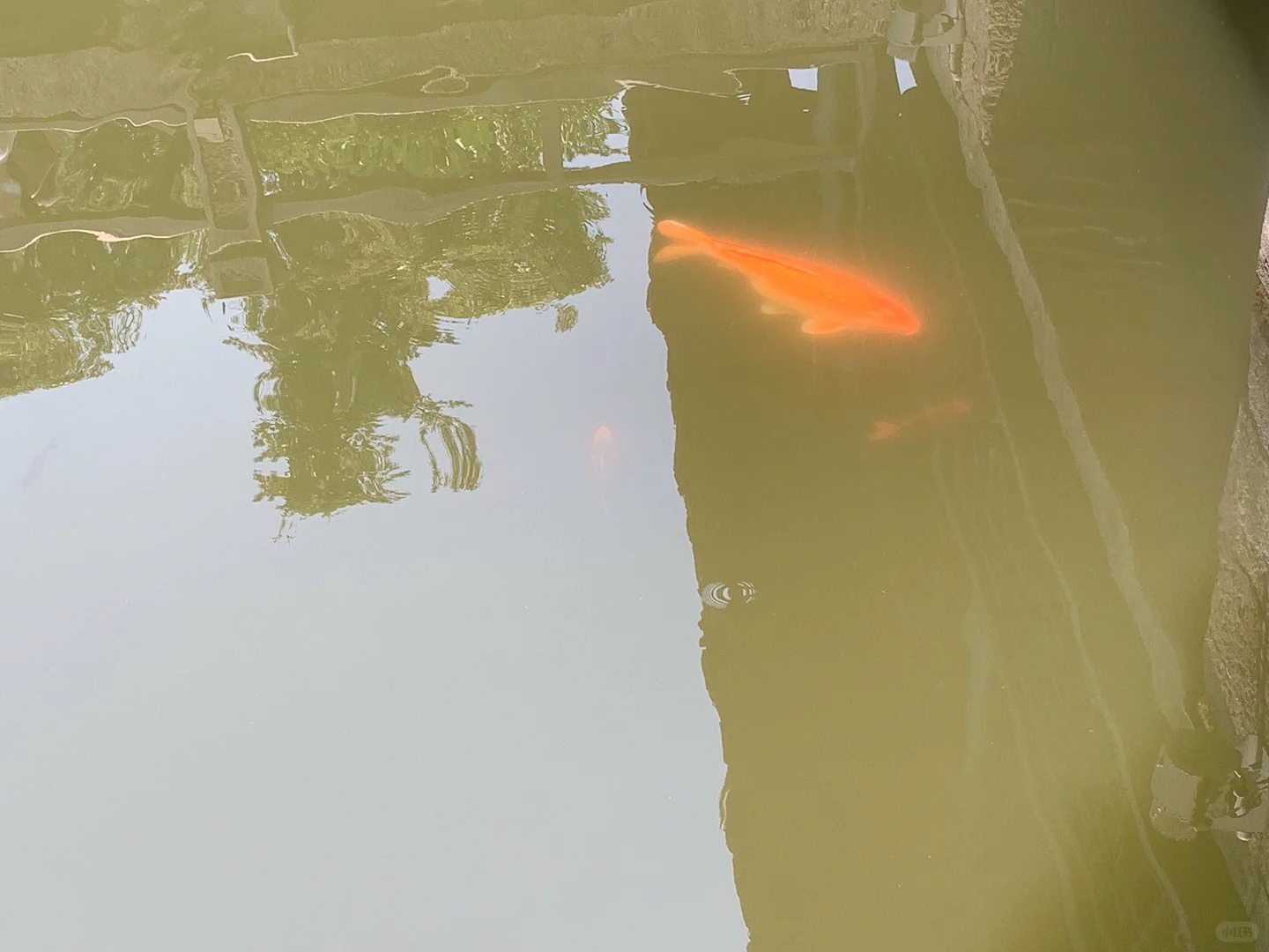 鲁迅故里的锦鲤真的会发光！