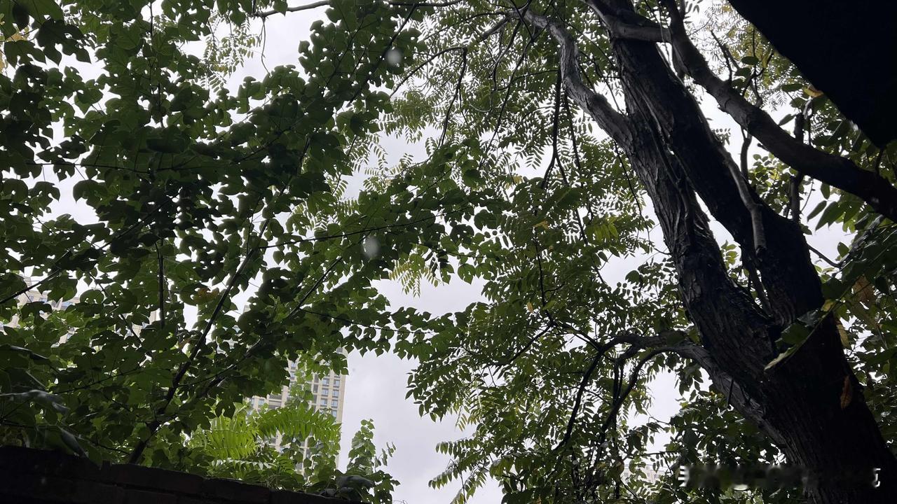今天是10月10号，自10月7号夜间保定这里开始下起了连阴雨。一直到现在都没有停