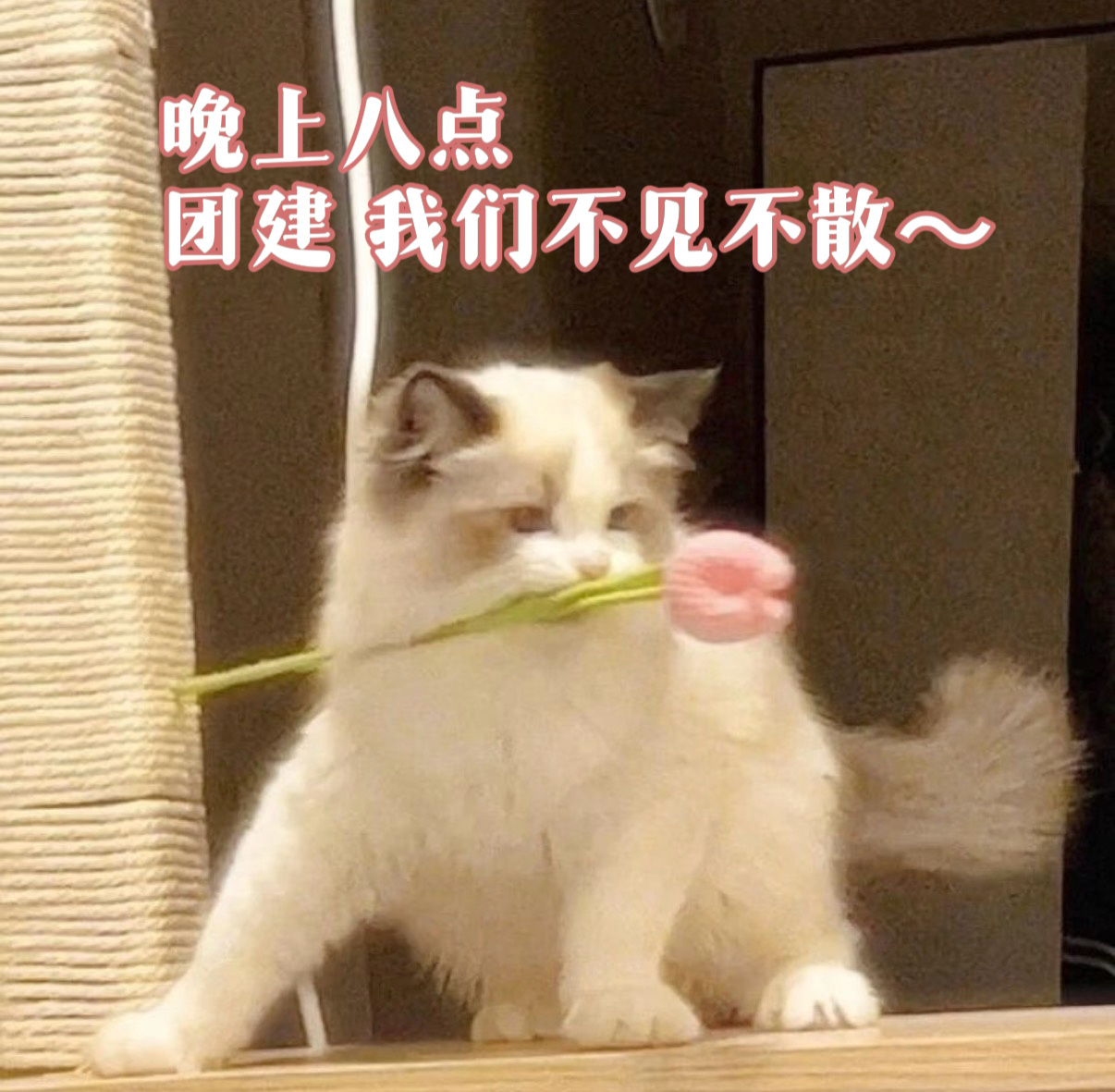 刘诗诗醉梦 🦁刘诗诗沈乐水 📢📢📢今晚8点团建‼️请相互转告‼️届时点赞
