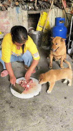真的应了那句话：当了妈，为了孩子什么都愿意做！
 
主人在院子剁排骨，肉香扑鼻。