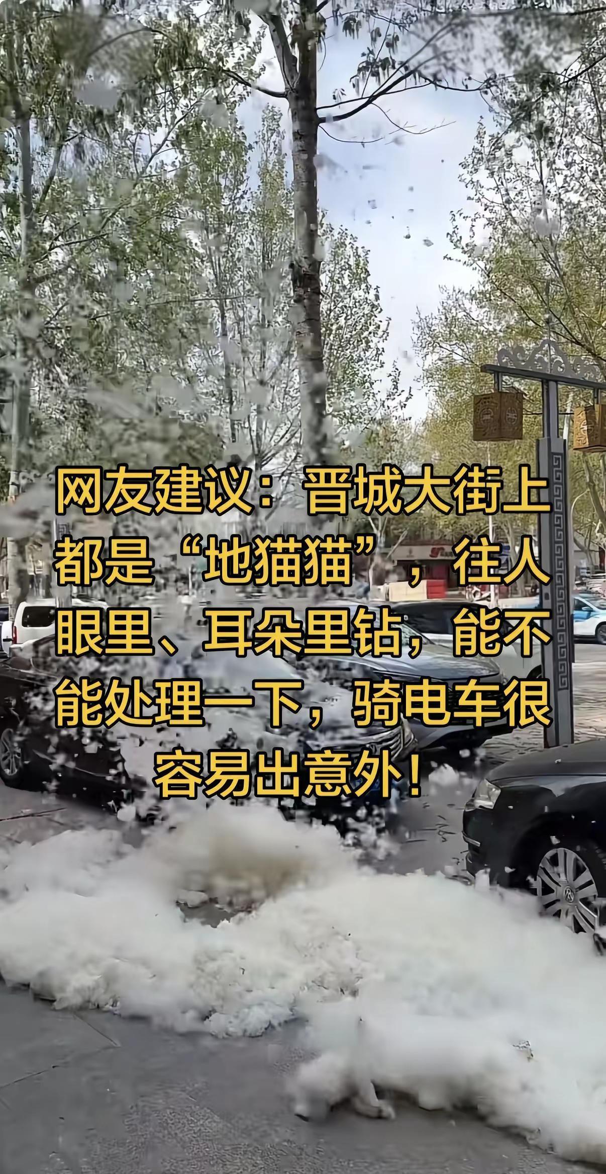网友建议：晋城大街上都是“地猫猫”，往人眼里、耳朵里钻，能不能处理一下，骑电车很
