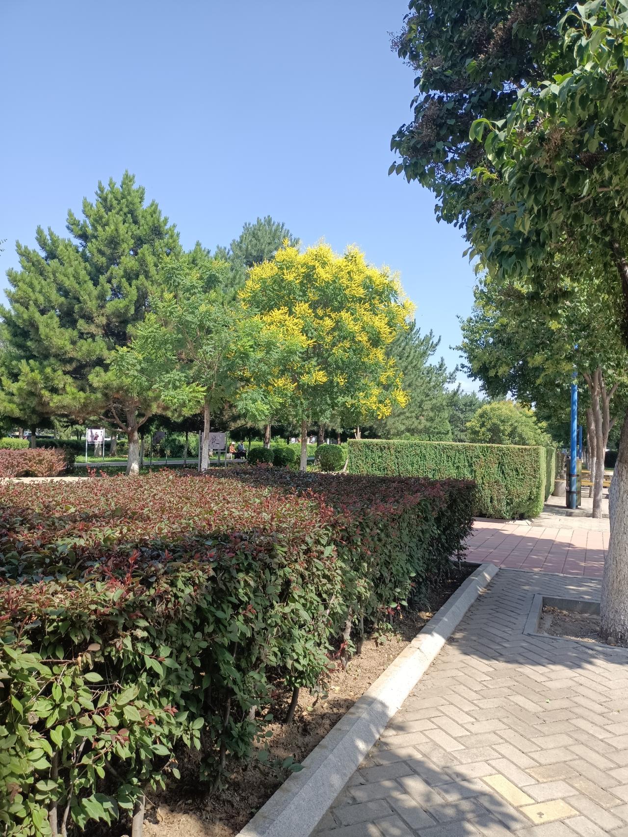 8月11日     天气  晴

今天在公园，有人问我:你今年多大岁数了？我说:
