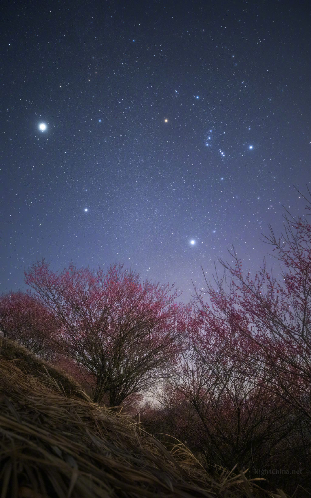 在大地的静默里，红梅点燃了冬夜的火种。古往今来，生命总爱在最寒冷的时刻证明自己。