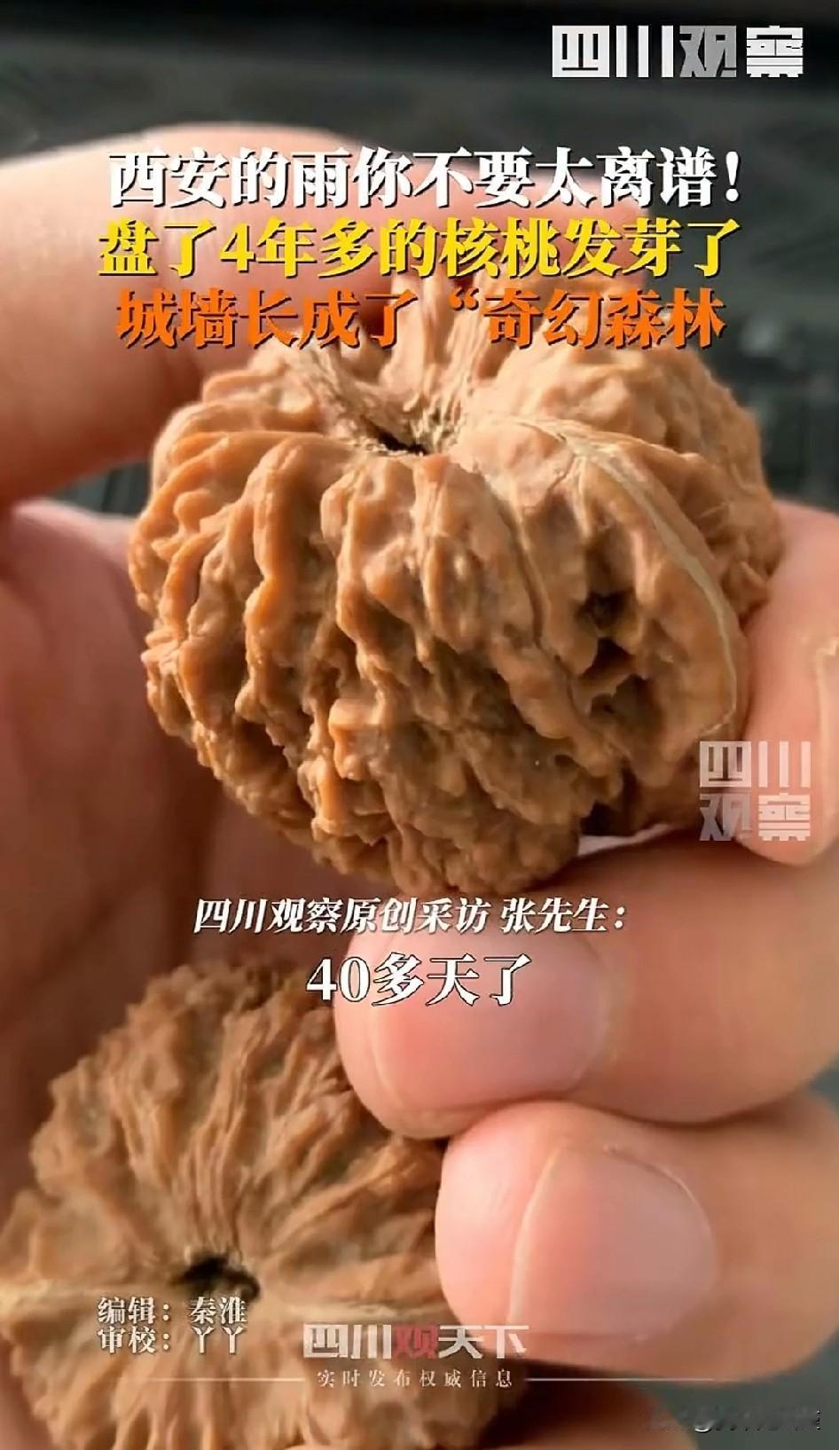 文玩核桃发芽上热搜了[呲牙]
西安的连阴雨疯不疯狂
不光大家伙吐槽
连文玩核桃都