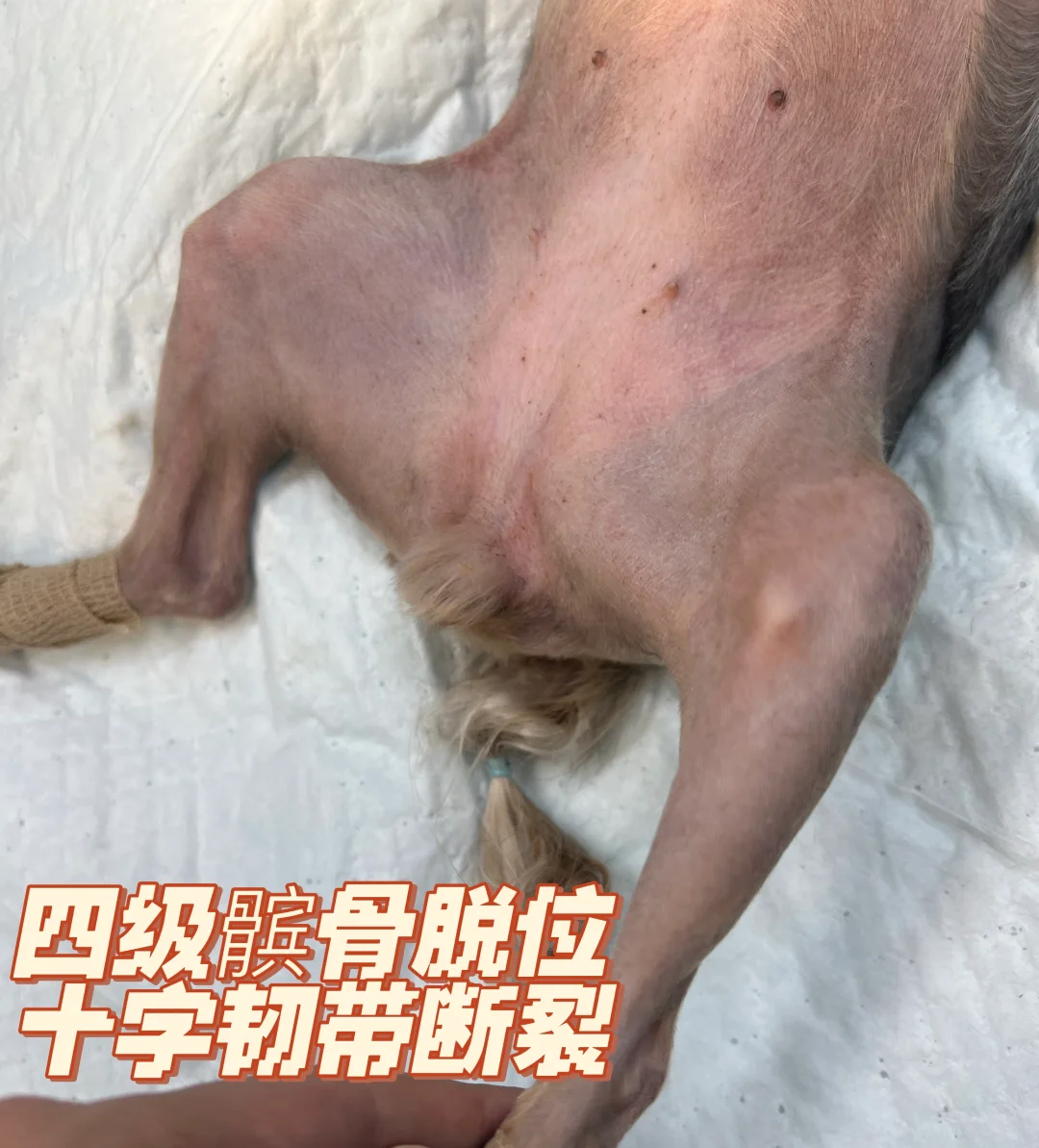 小狗🐶骨科就挑麻烦的发