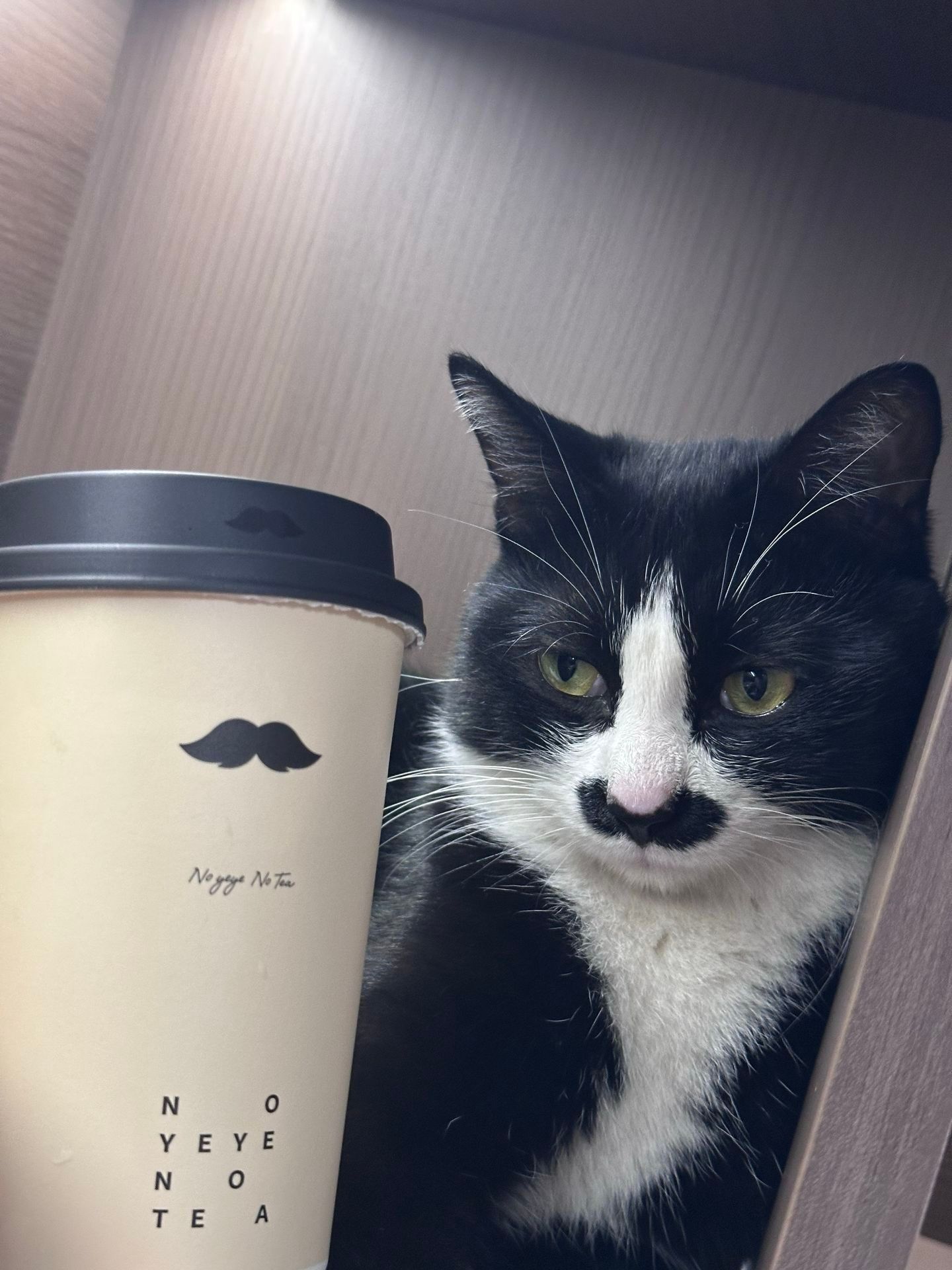买到胡子咪代言的奶茶了 