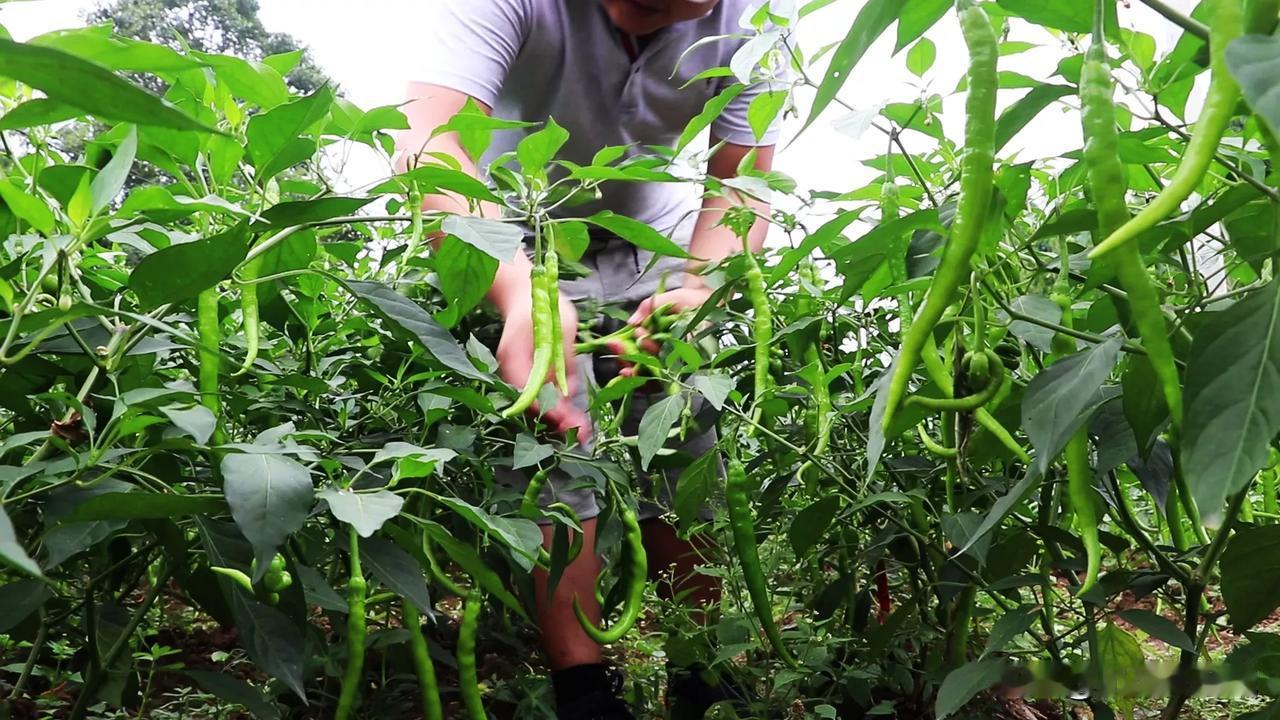 金秋时节，家里面的辣椒成熟了，摘点回来做点彩椒酱，下饭，拌凉菜，吃馍非常不错，做