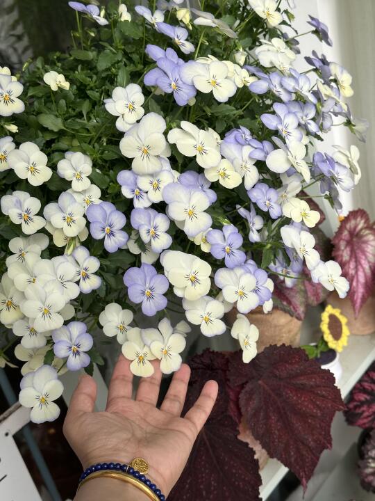 这盆小花从12月中旬开到现在……