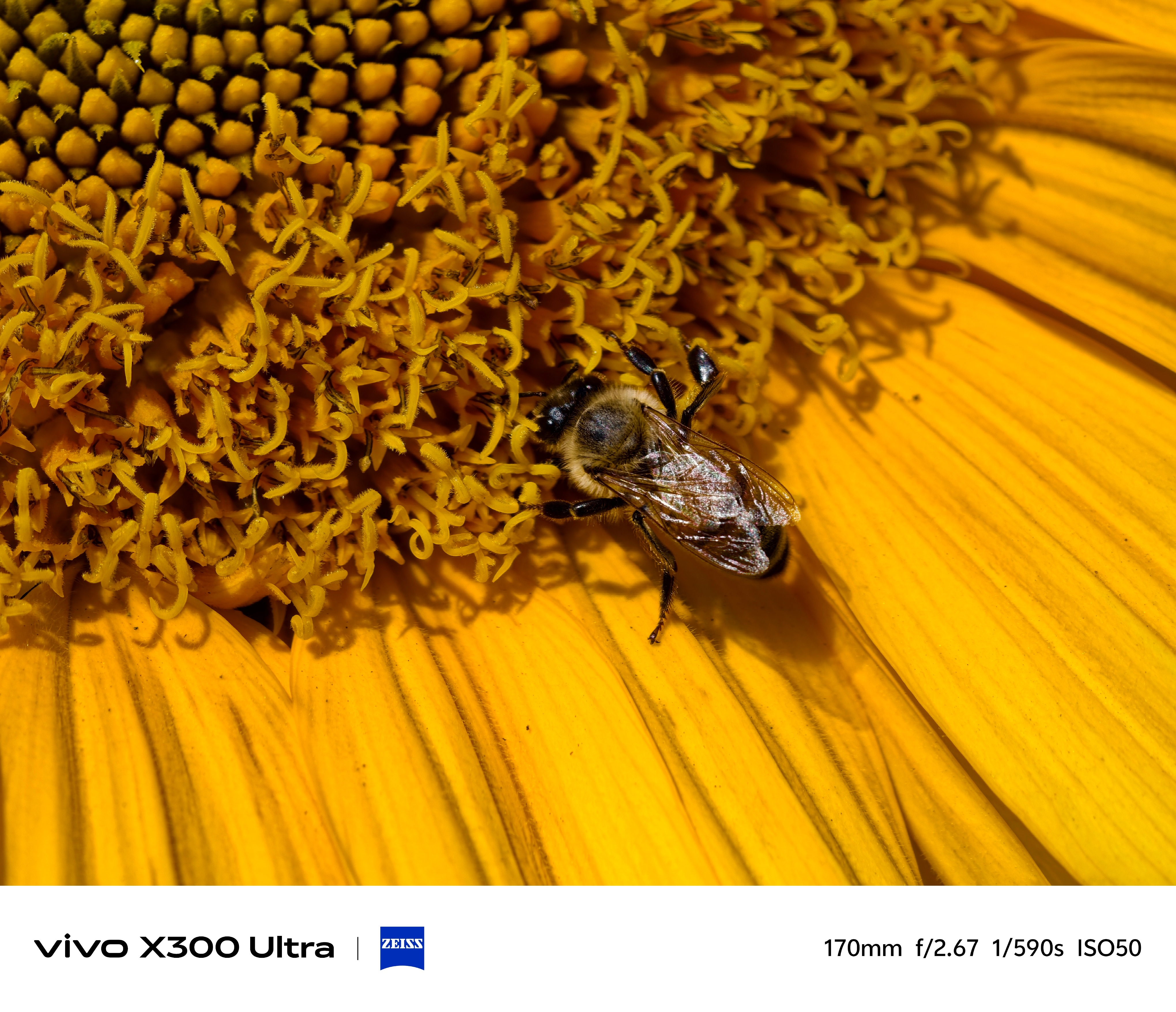 vivo X300 Ultra超级微距拍的小蜜蜂，打几分？