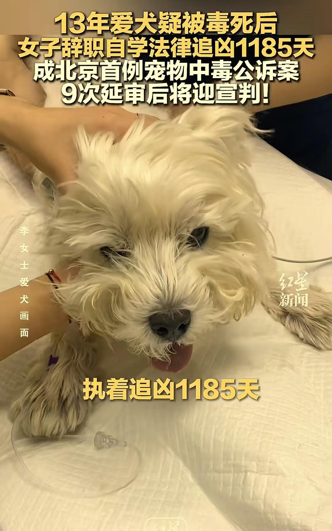 养了13年的爱犬被毒死后，女子辞职自学法律追凶1185天，成北京首例宠物中毒公诉