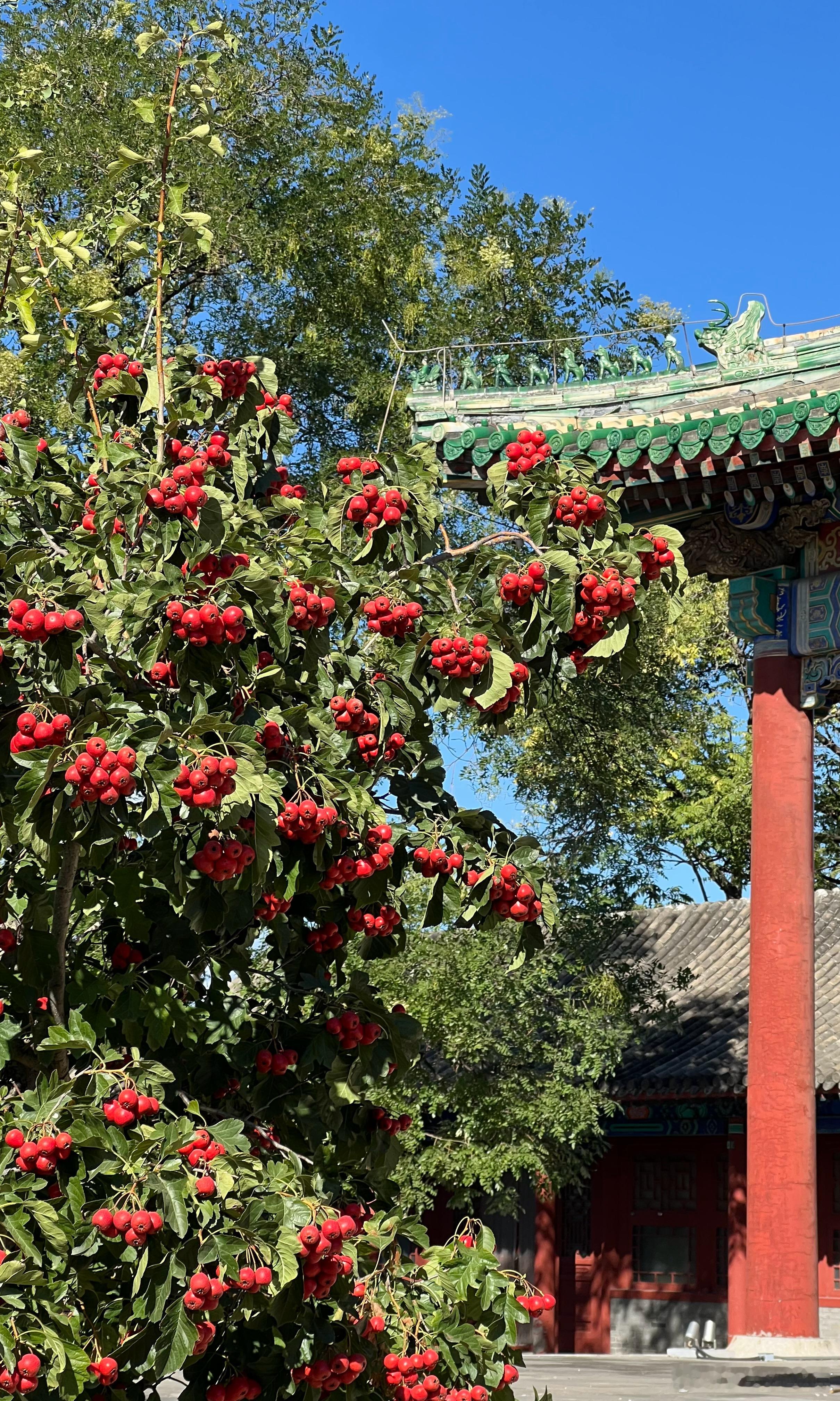 大美中国北京的秋色 普渡寺 山楂红打卡美丽的中国超话 北京·普渡寺大殿