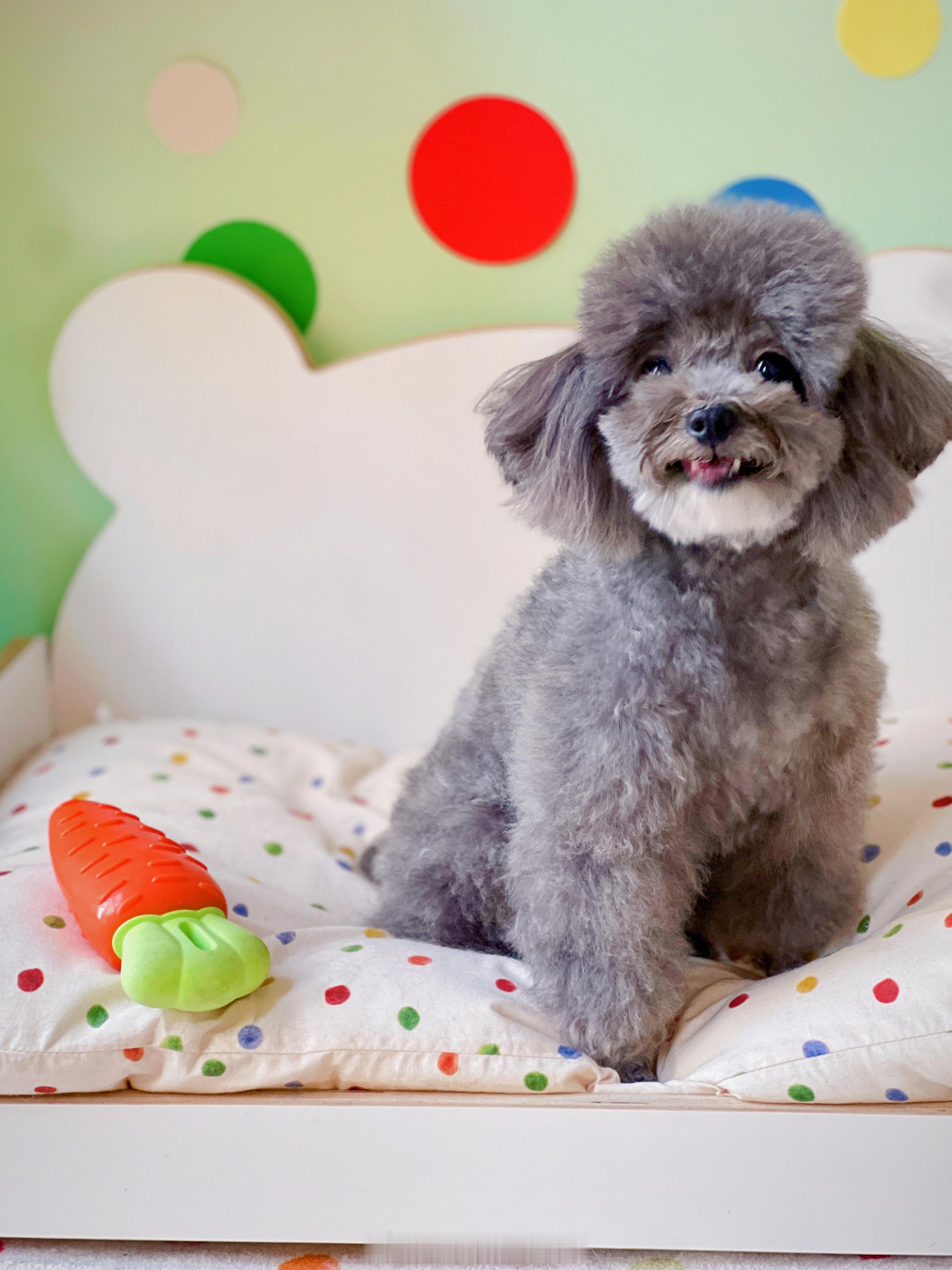 泰迪骑士比熊 赶个早🐶泡个澡🛁今天去店里给毛孩子们洗澡明天再外驱虫👌🏻细
