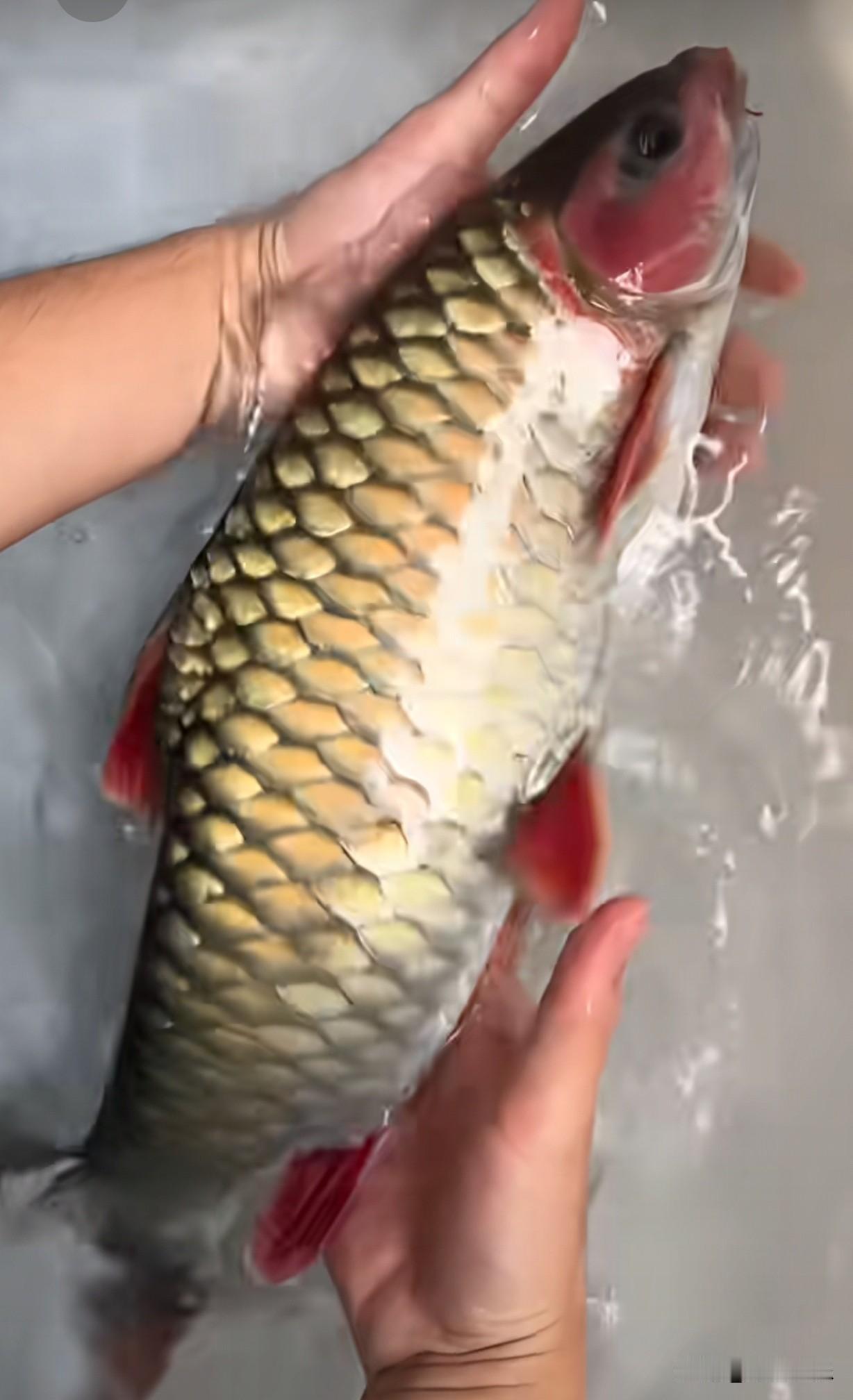 来宾红水河这里，大叔终于上鱼了，一下子上了两条大的，太让人羡慕了！

涨水的季节