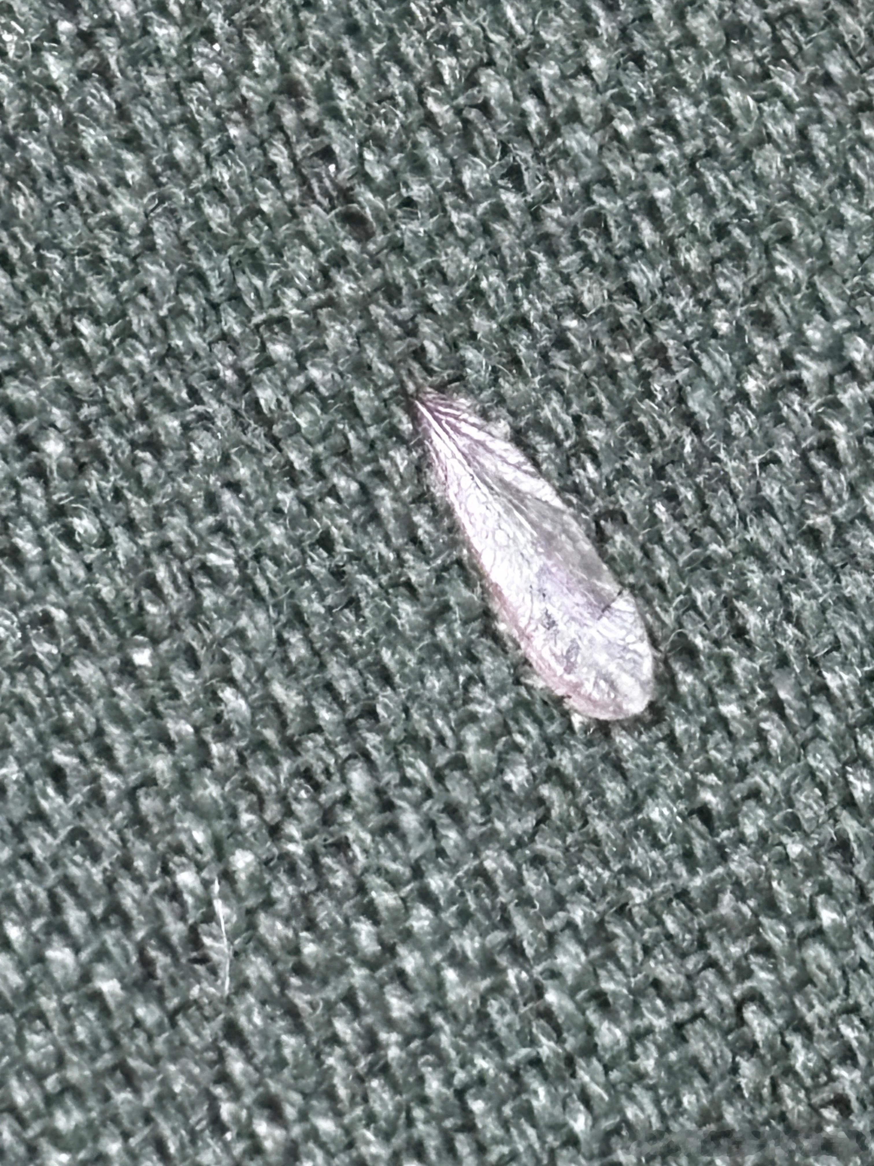 未雨先狂大水蚁，随风乱涌扑门急。抖落蝉翅如堆屑，窗纱严防夜灯熄。        