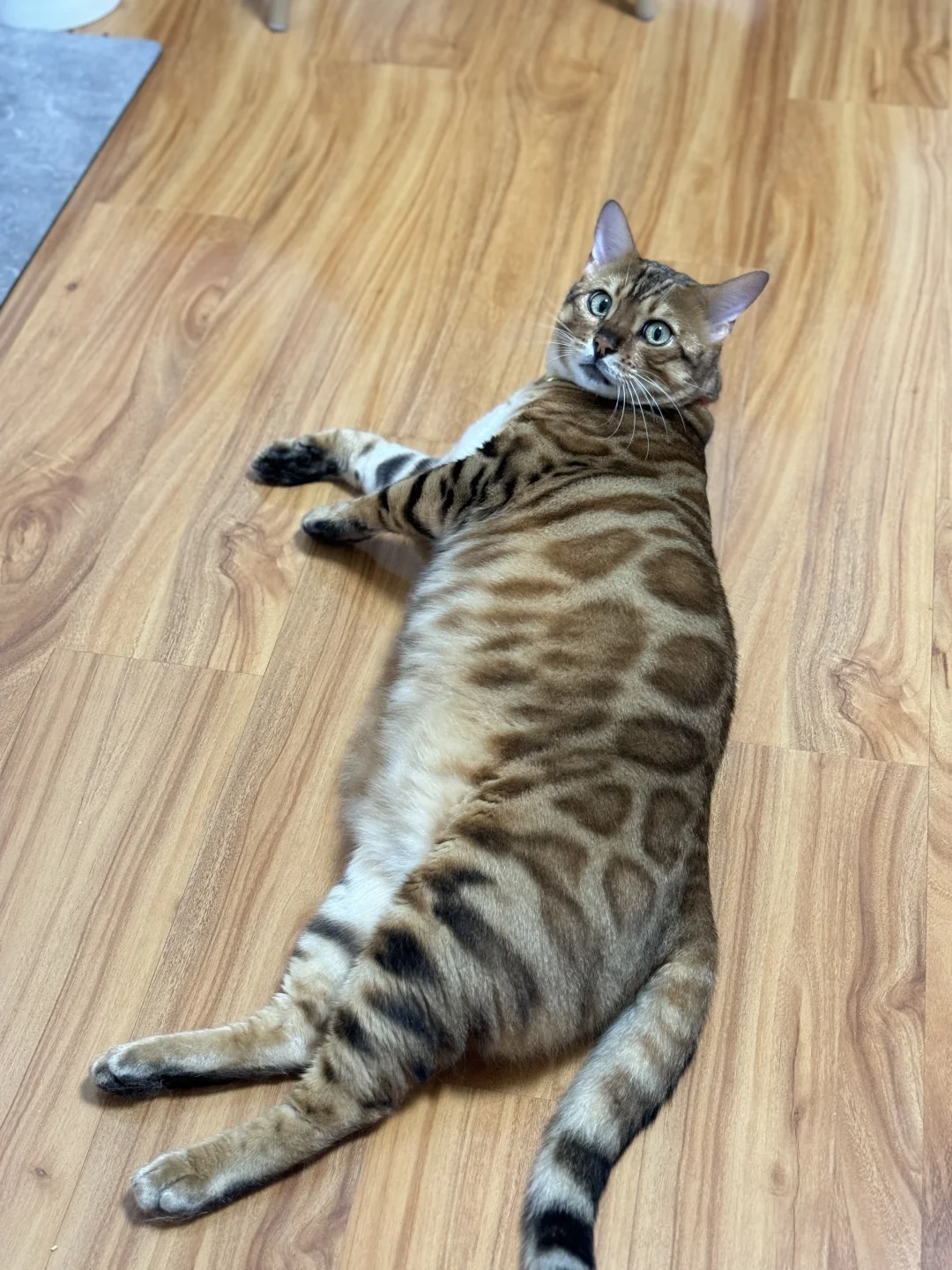 养猪咪专业户