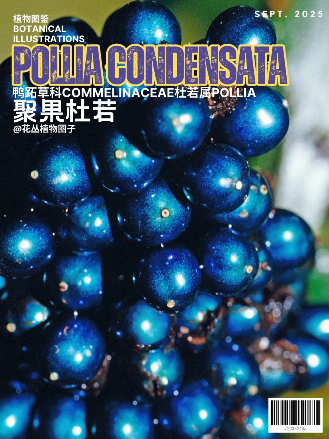 植物中的深蓝Pollia condensata