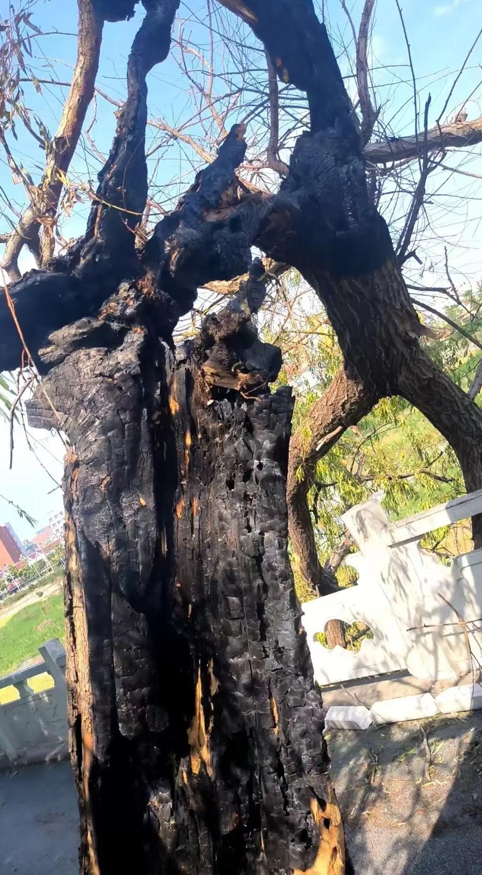 怎么震哥才被封，有人都开始讨论“一鲸落，万物生”了啊不是，这封多久还不一定呢，这