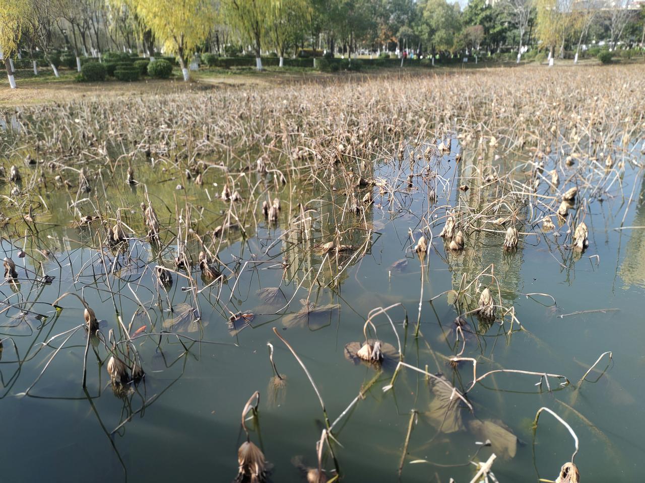 《残荷》（现代诗）
残荷已老根尤在，深伏泥中等未来。
待到晴和风丽日，羞颜带水向