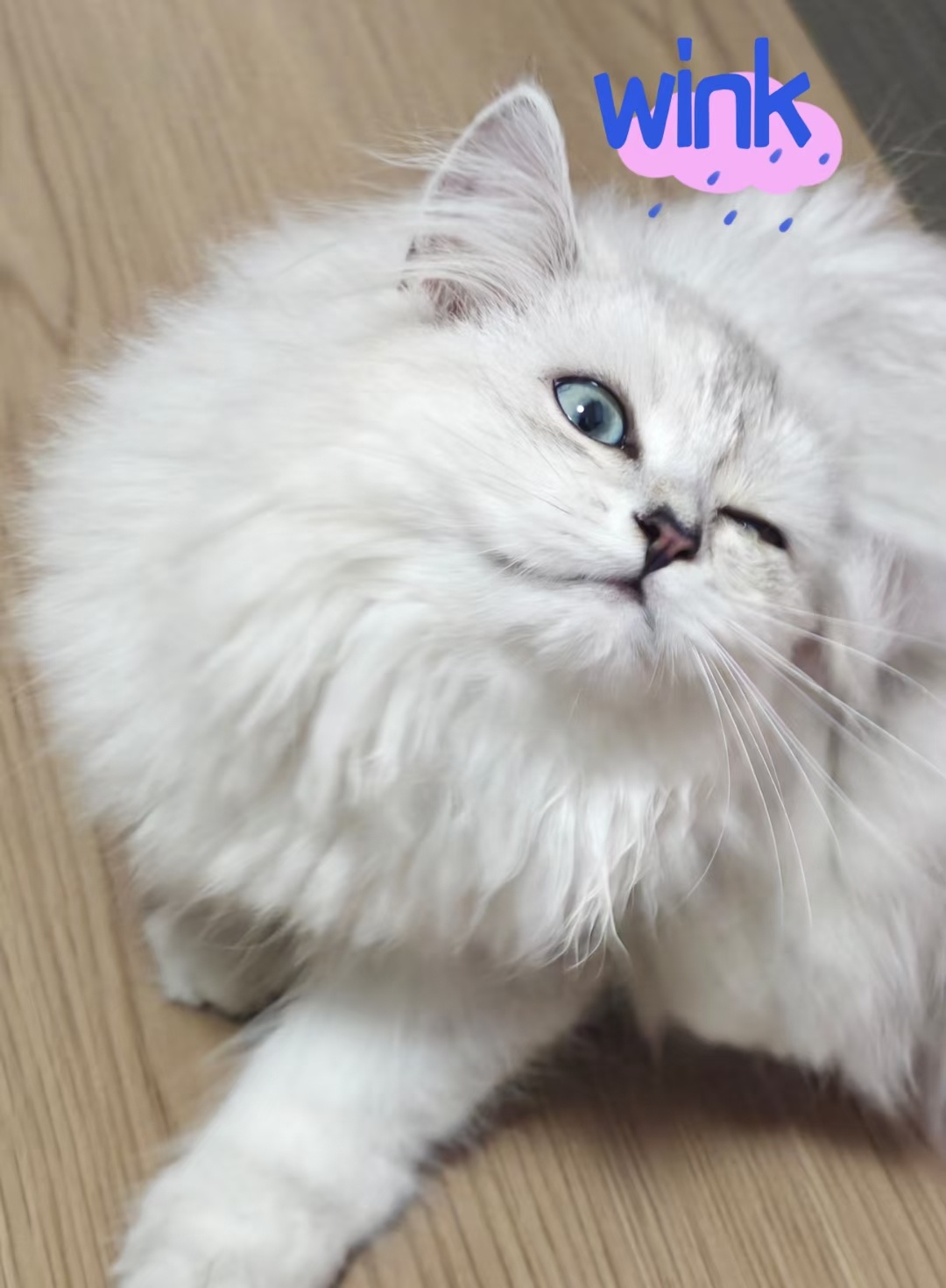 时常会因为养猫而感到幸福治愈了我太多时候它不会说话但是会在你难过的时候可以一直陪