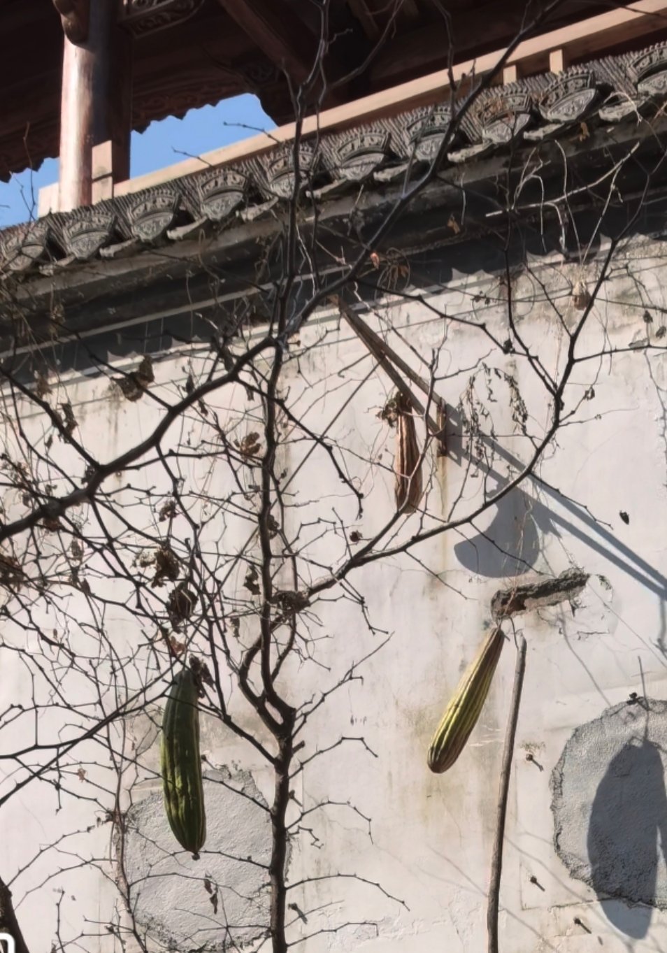 小丝瓜变身计“古法匠心 百年泉眼 手工洗涤 ” 上饶·婺源江湾景区