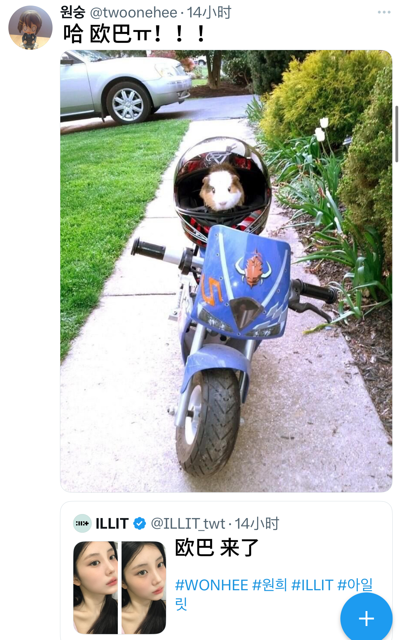 豚鼠欧巴来了😎🏍️💨 