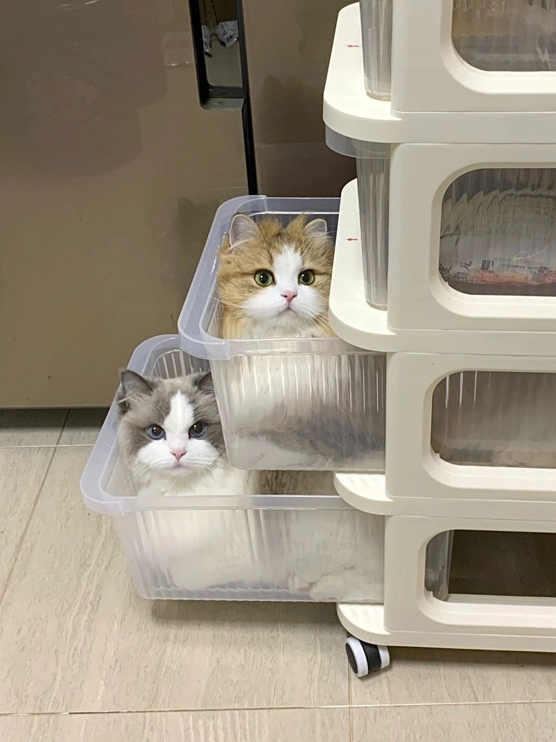 一种很小众的猫猫收纳方法