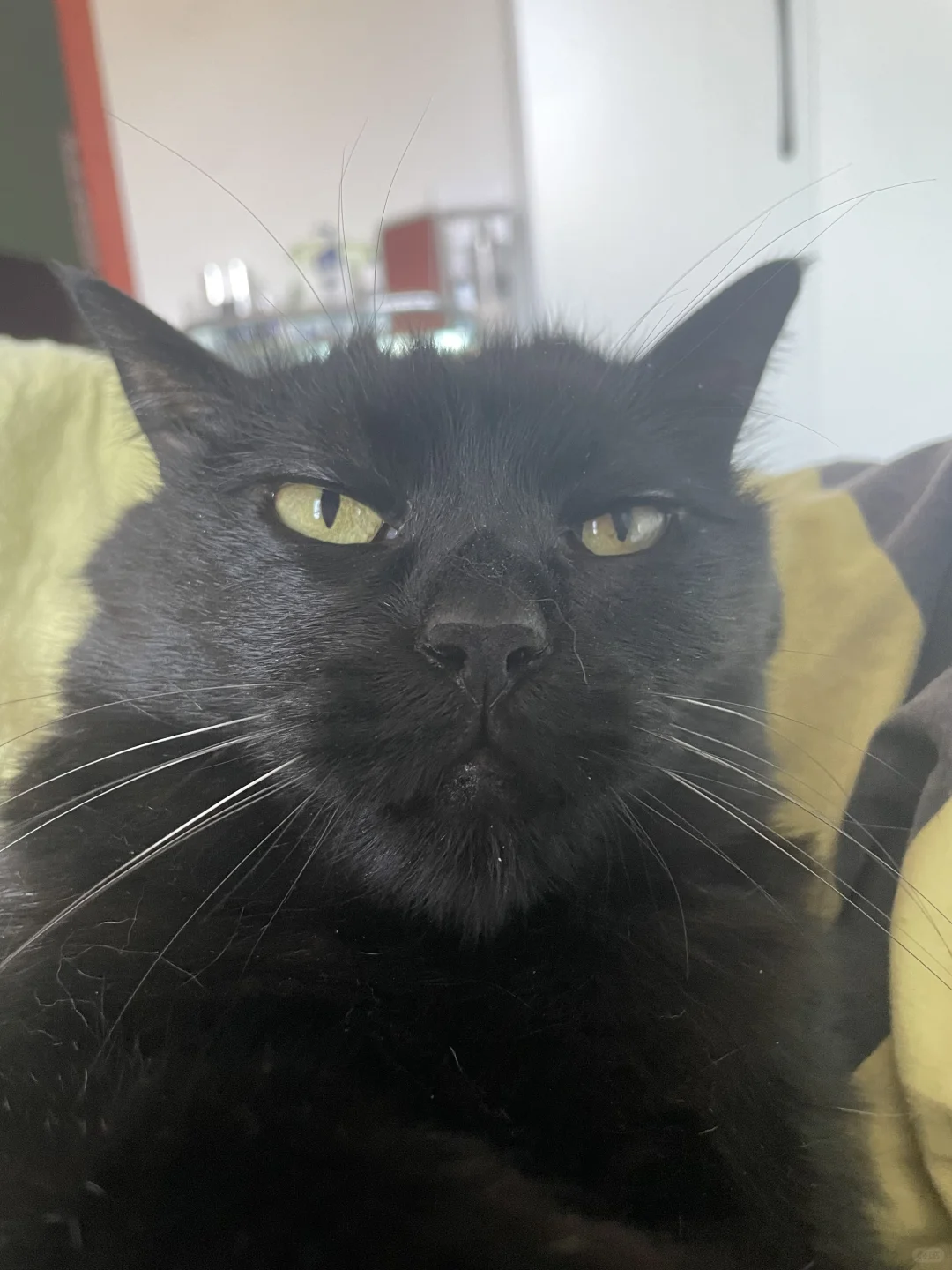 滴！黑皮体育生24小时在线，单身可撩想恋爱